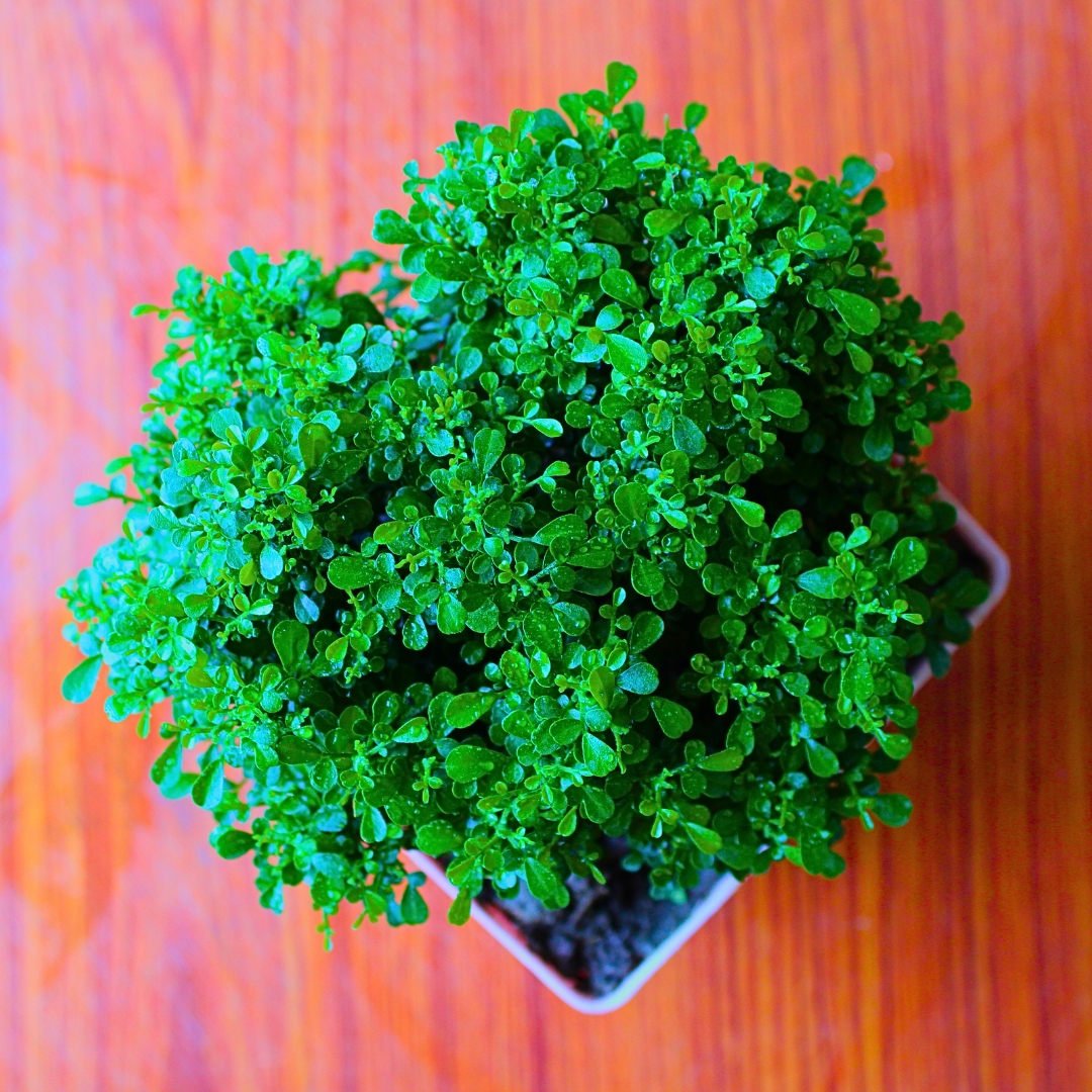 Table Kamini Plant (Cute Mini Bonsai Indoor Plant) - With 4 Inch Pot - Pack Of 2 - Image 2