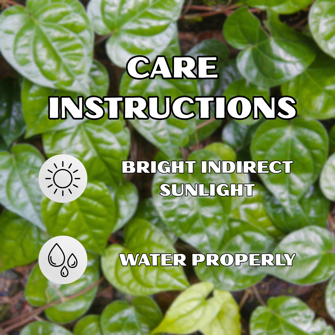 Betel Leaf Plant (Magai Paan Plant) - With Side Hanging Pot - Image 3