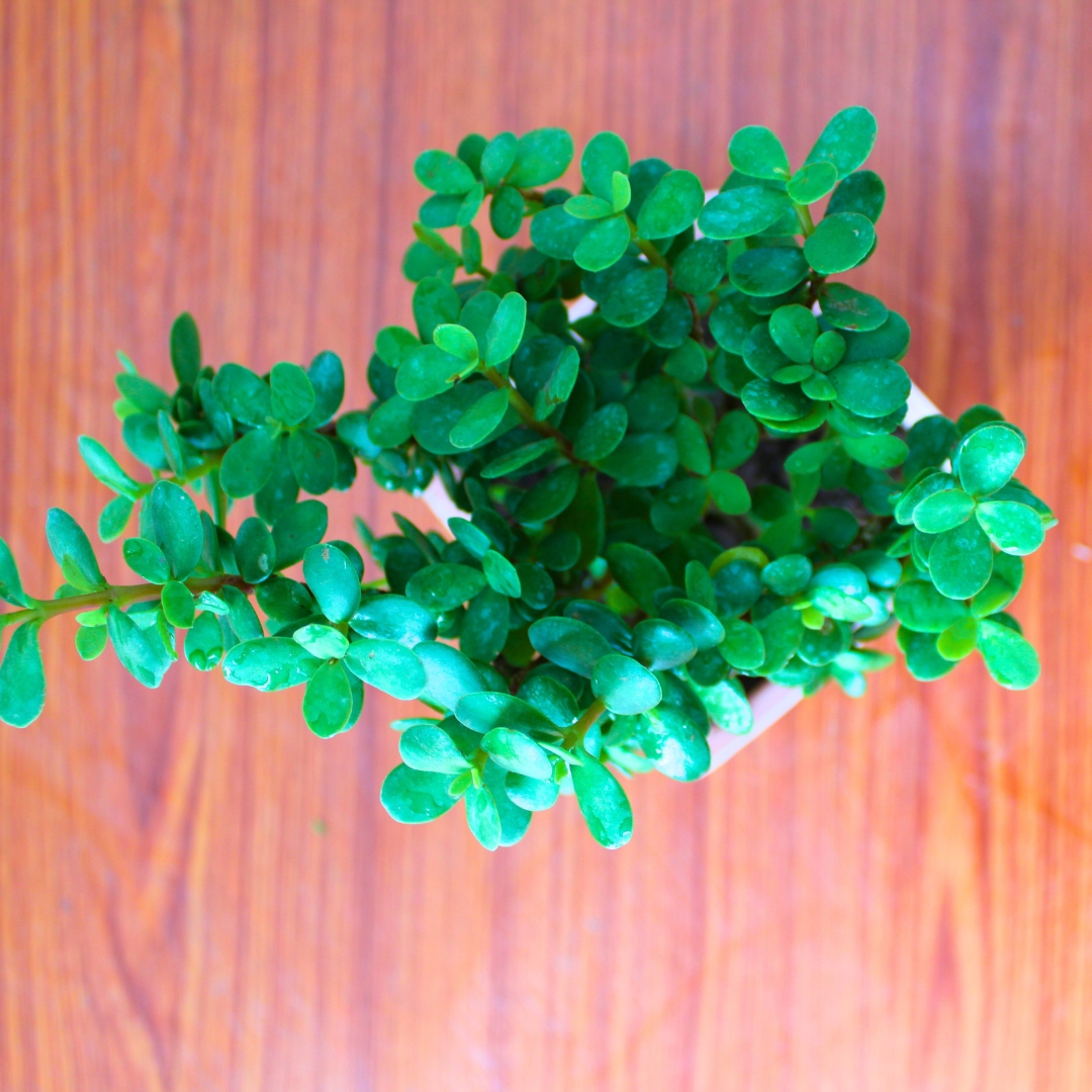 Snake Plant and Jade Plant Combo Pack - With 4 Inch Pot - Image 3