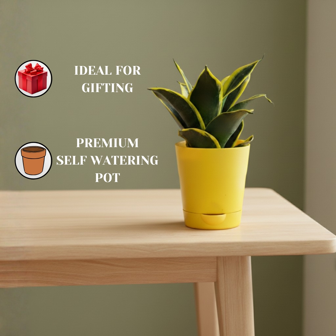 Snake Plant – Golden Hahnii – With Self Watering Pot - Image 3