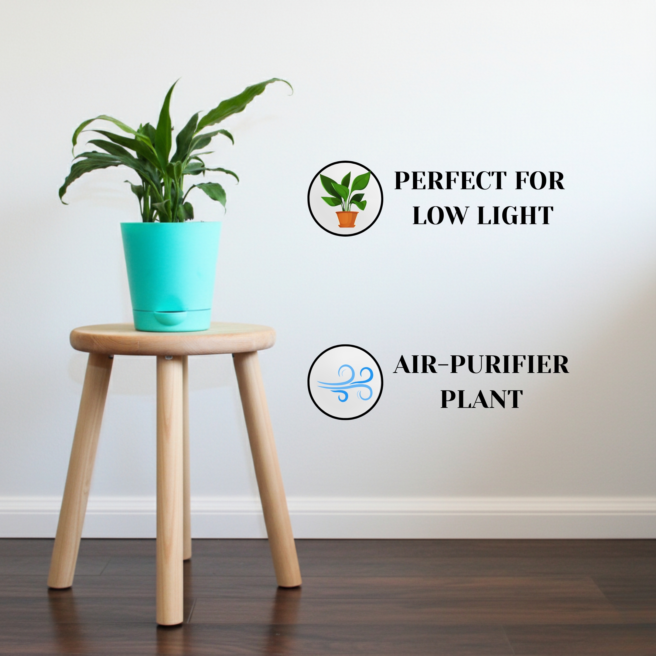 Peace Lily Live Plant with Self Watering Pot - Spathiphyllum Plant - Image 2