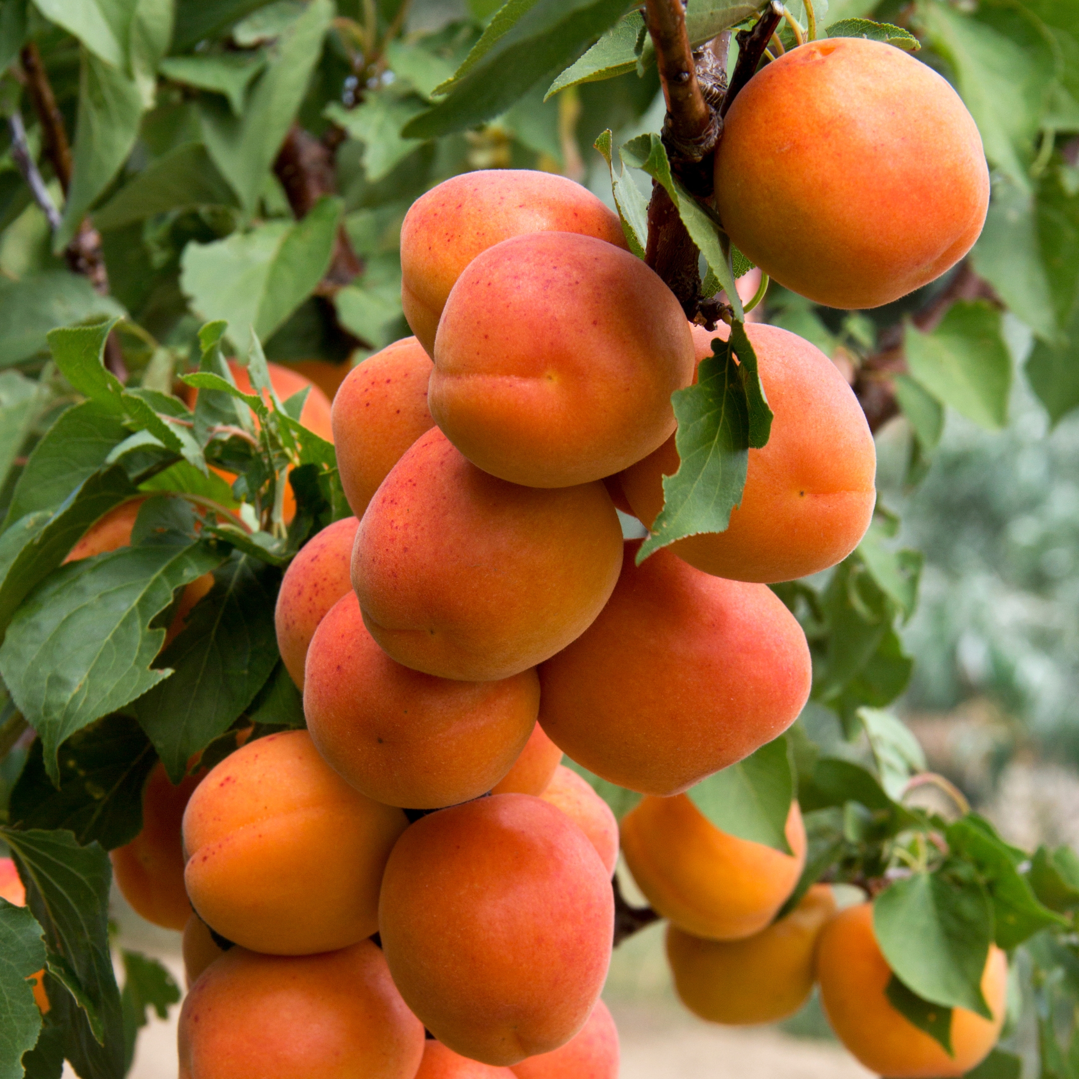 Live Apricot Plant - Image 3