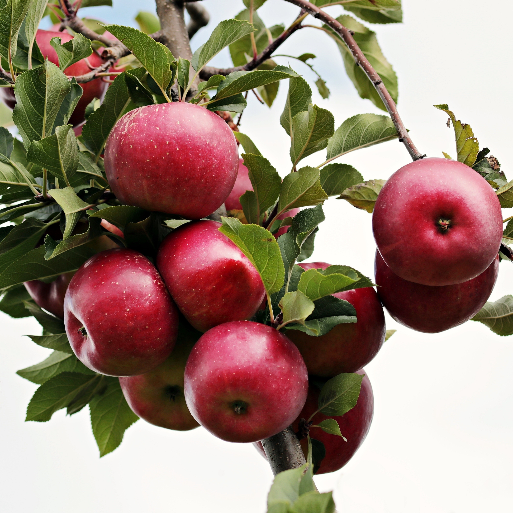 Live Apple Plant - Image 3