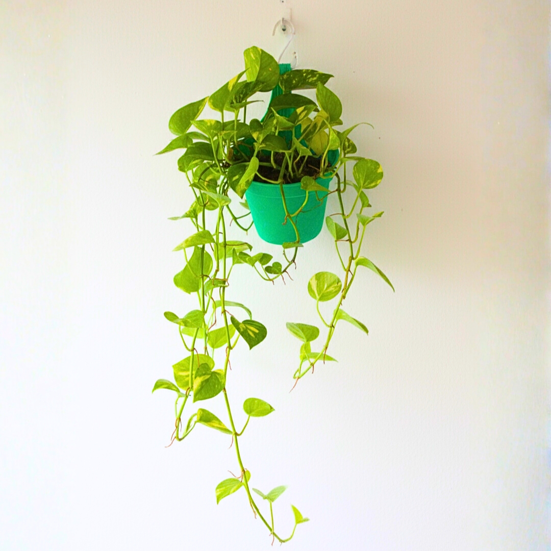 Good Luck Money Plant Variegated - With Side Hanging Pot - Image 3