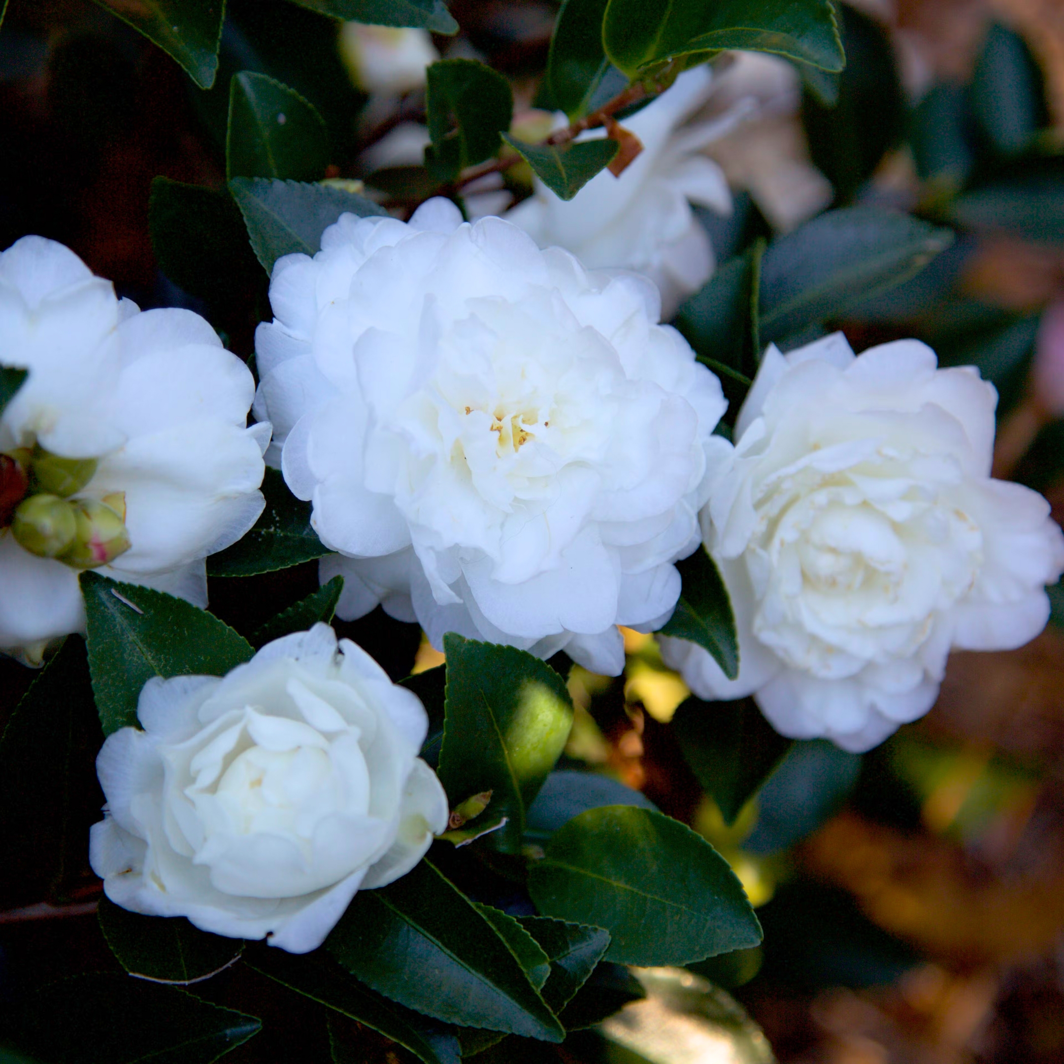Camellia Flower Live Plant - Image 3