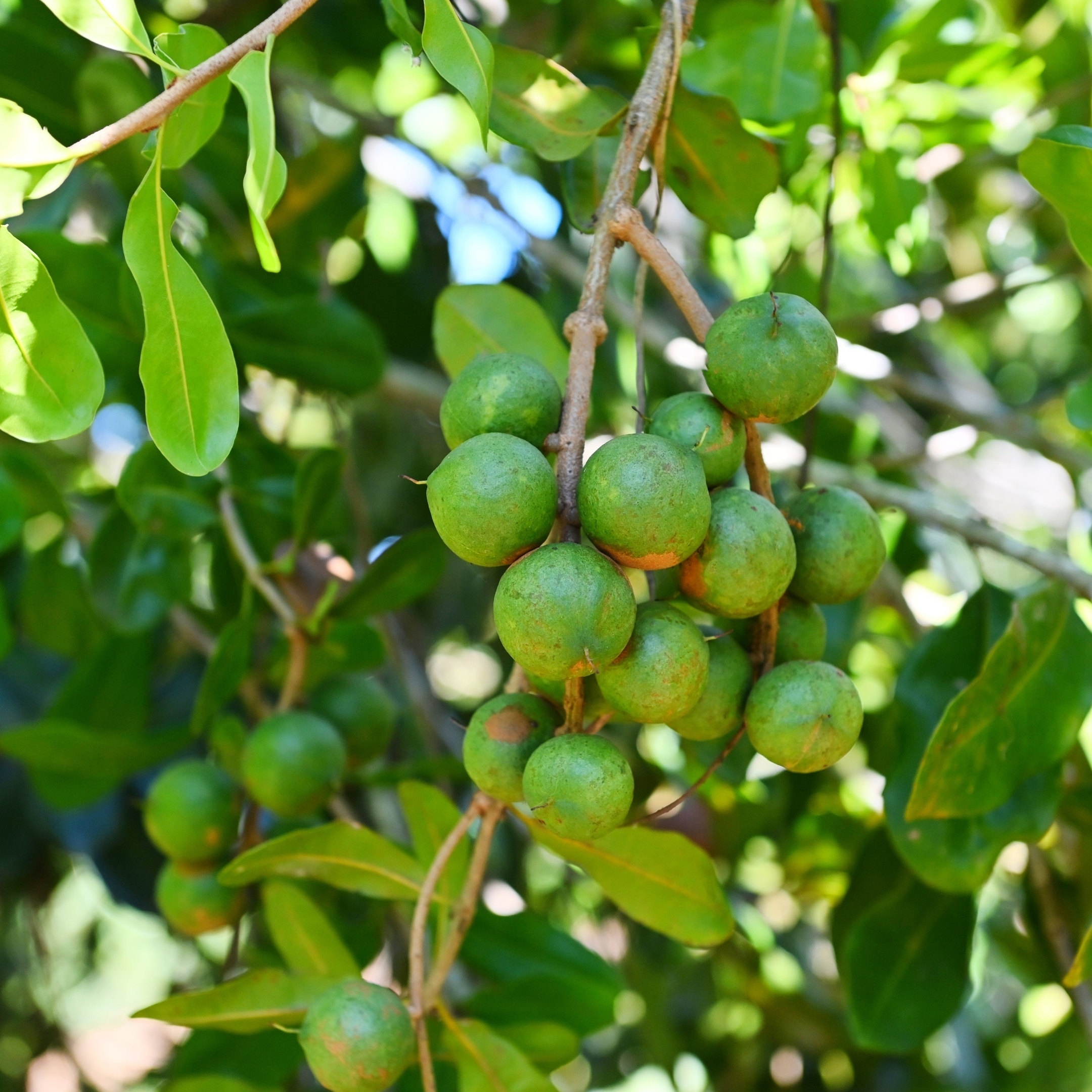 Macadamia Nut Plant Orginal Variety - Image 3