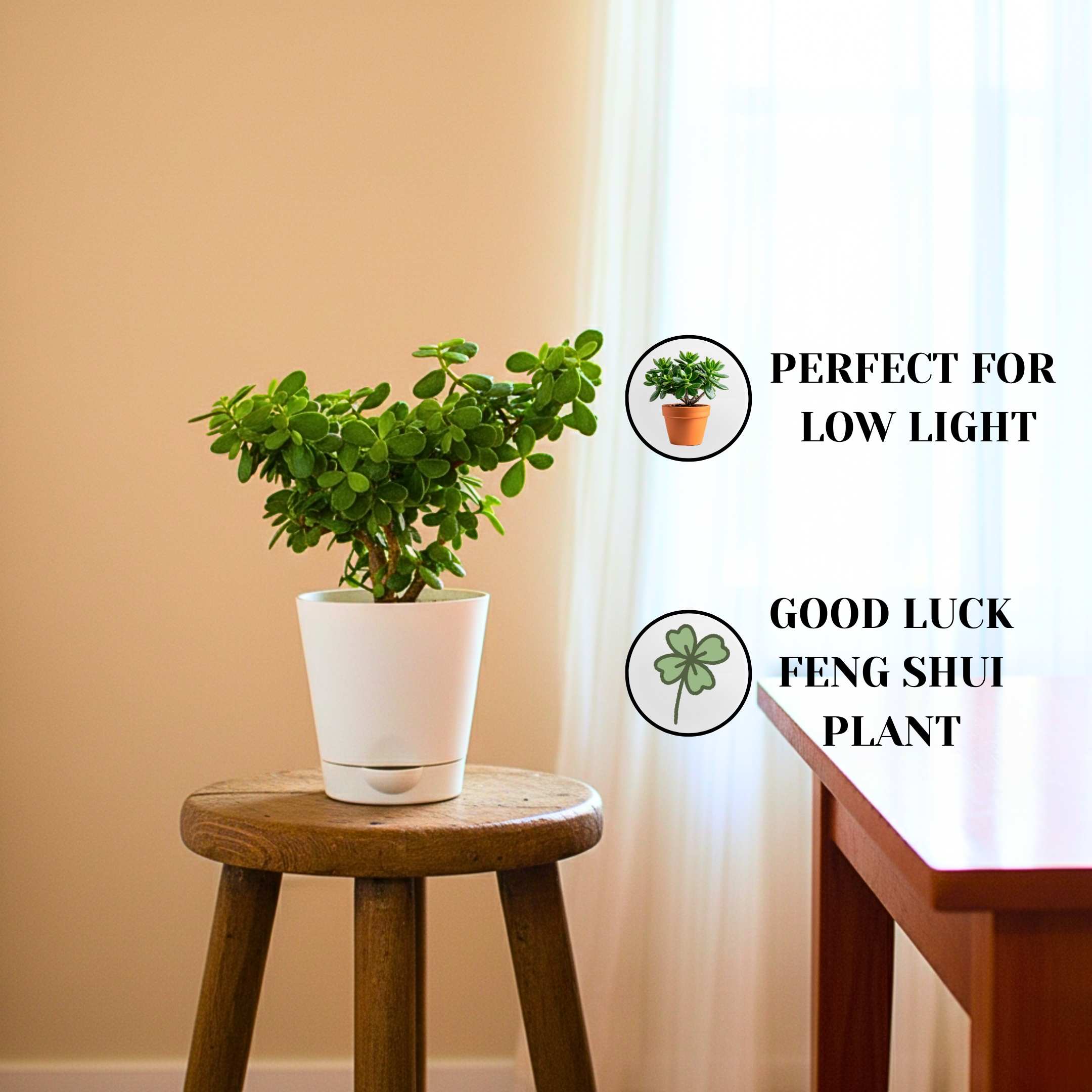 Lucky Jade Plant With Self Watering Pot - Pack Of 2 - Image 2