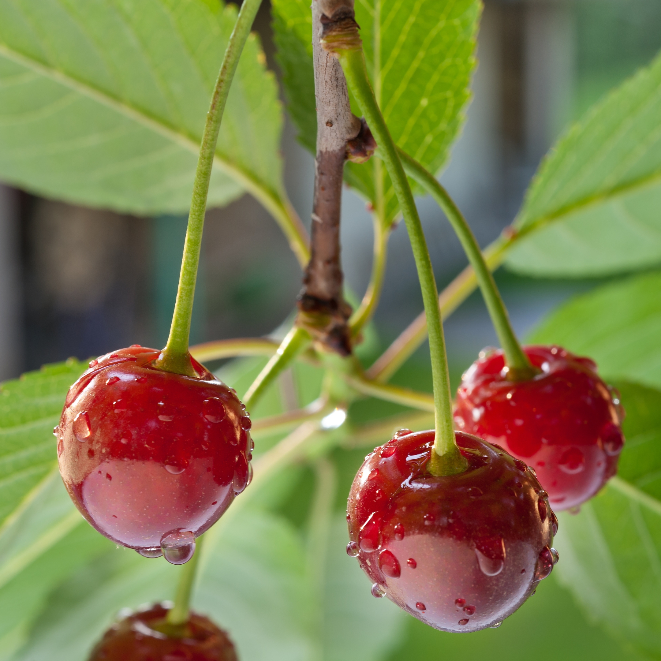 Sour Cherry Plant Live - Image 3