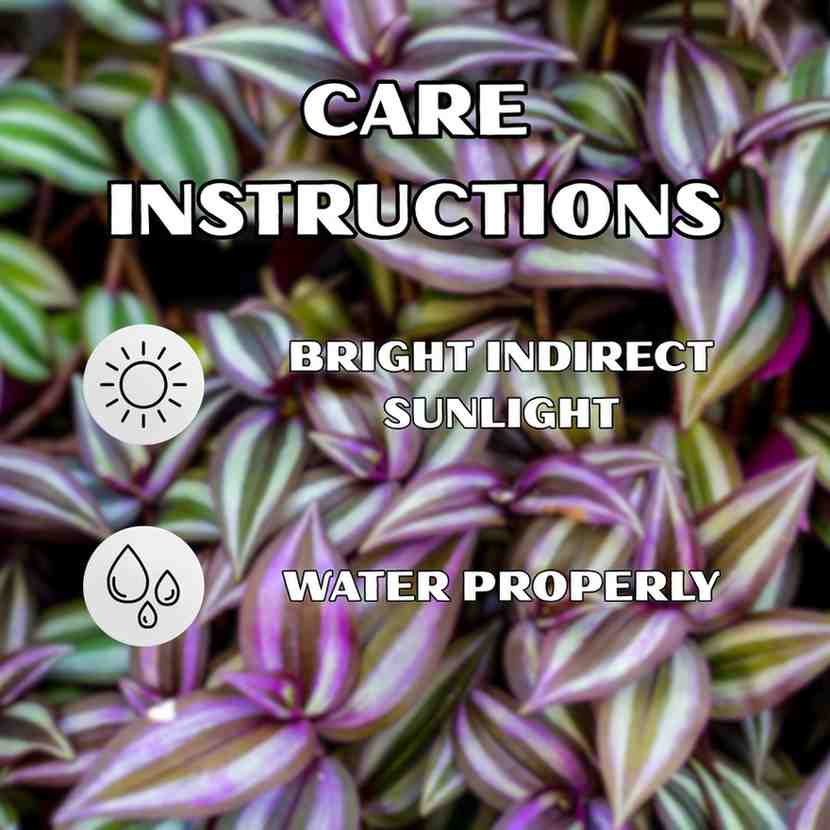 Wandering Jew Plant (Inch Plant/Tradescantia Zebrina) - With Side Hanging Pot - Pack Of 2 - Image 3