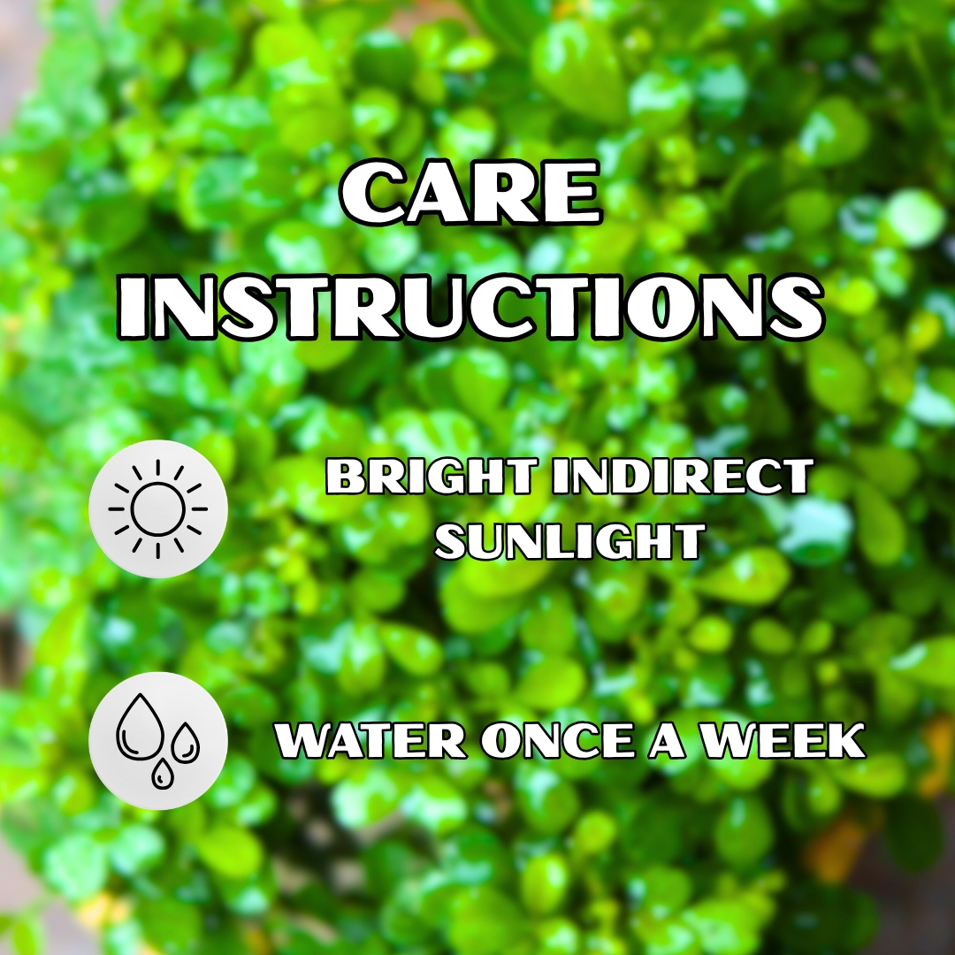 Table Kamini Plant (Cute Mini Bonsai Indoor Plant) - With 4 Inch Pot - Pack Of 2 - Image 3