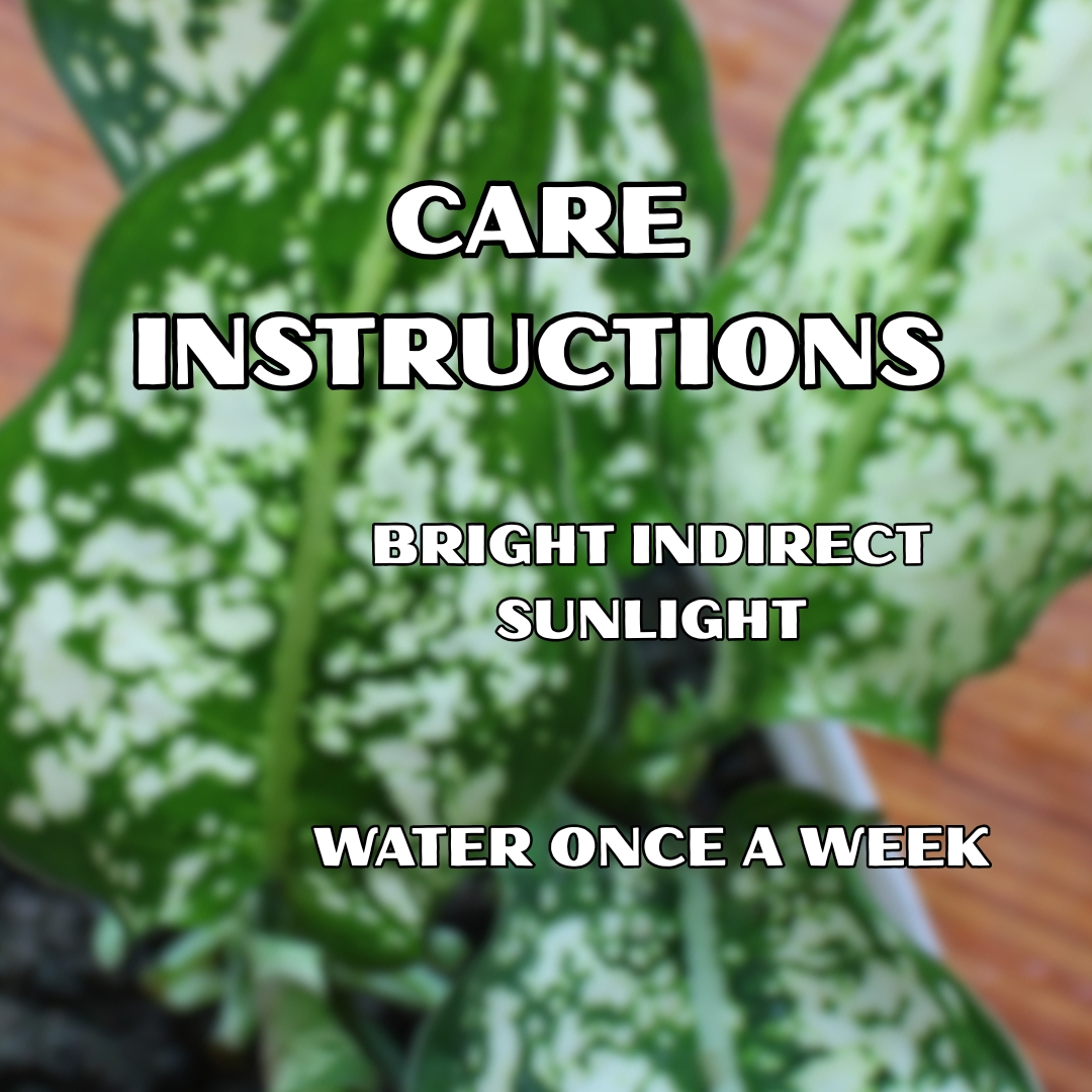 Aglaonema Snow White Plant (Chinese Evergreen Indoor Plant) - With 4 Inch Pot - Image 3