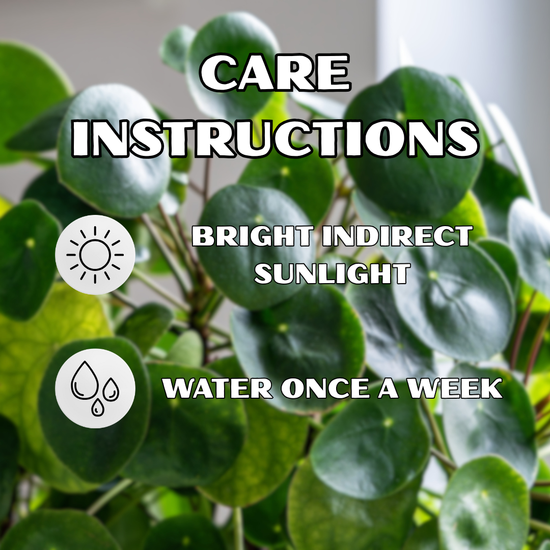 Lucky Coin Chinese Money Plant (Pilea peperomioides) - With Hanging Pots - Image 3