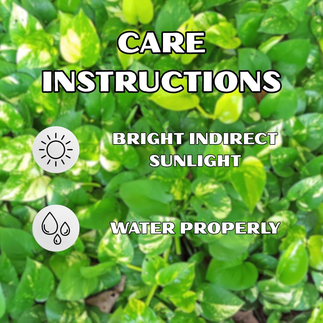 Good Luck Money Plant Variegated - With Side Hanging Pot - Image 4