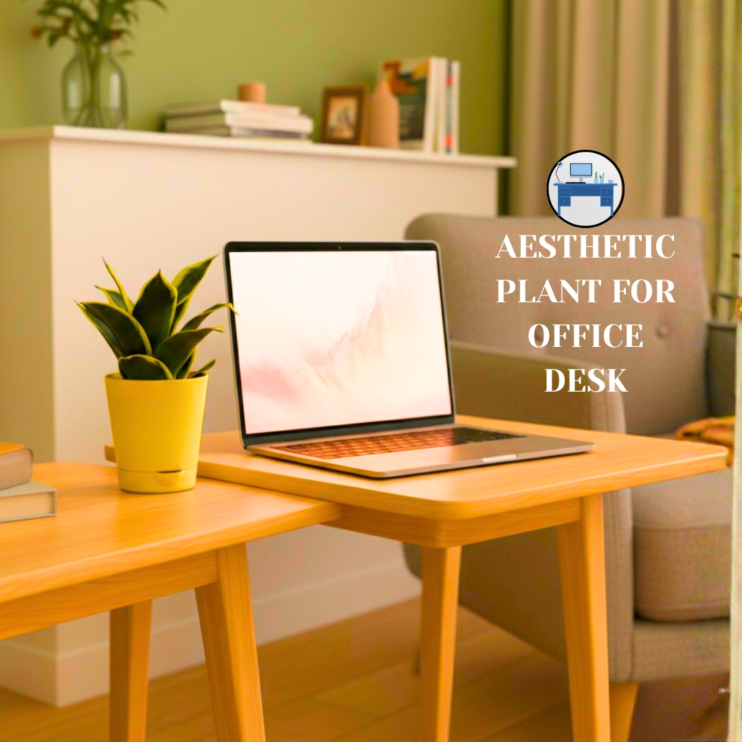 Snake Plant – Golden Hahnii – With Self Watering Pot - Image 4