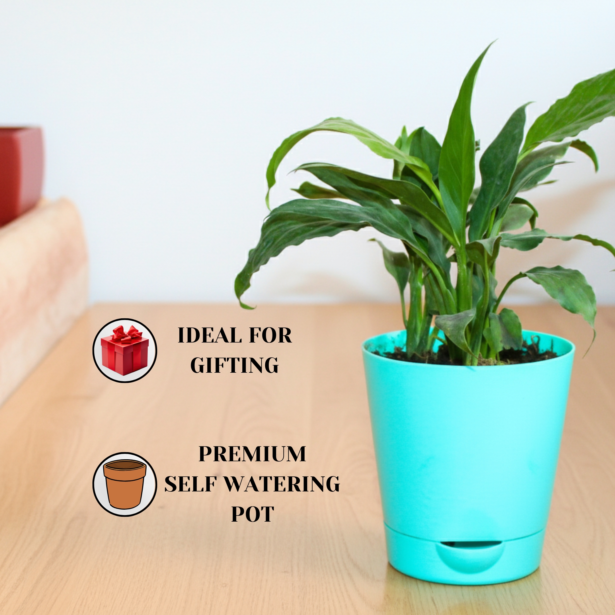 Peace Lily Live Plant with Self Watering Pot - Spathiphyllum Plant - Image 3