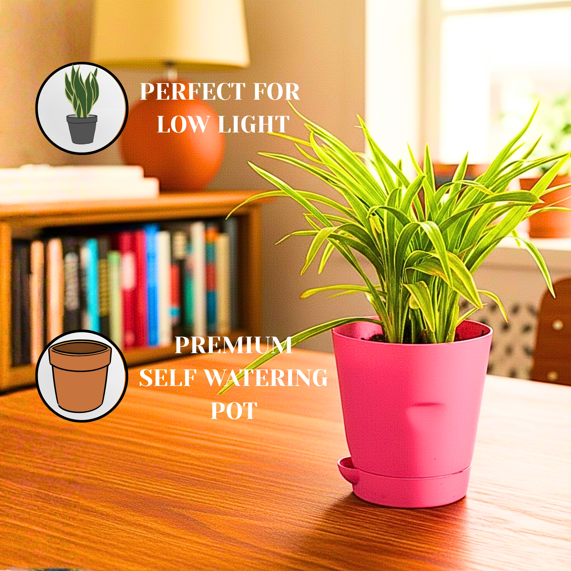 Spider Plant Indoor Live with Self Watering Pot - Pack Of 2 - Image 3