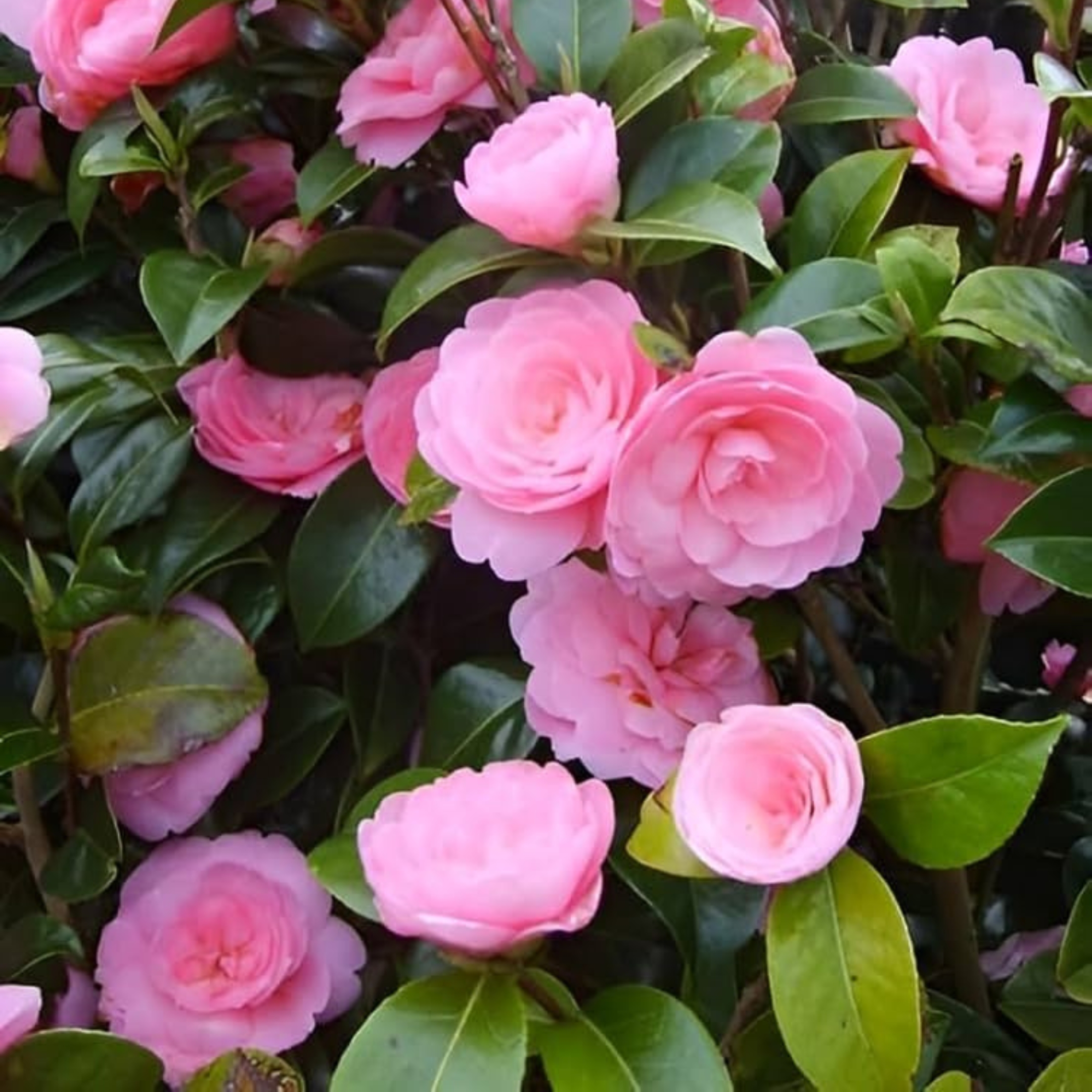 Camellia Flower Live Plant - Image 4