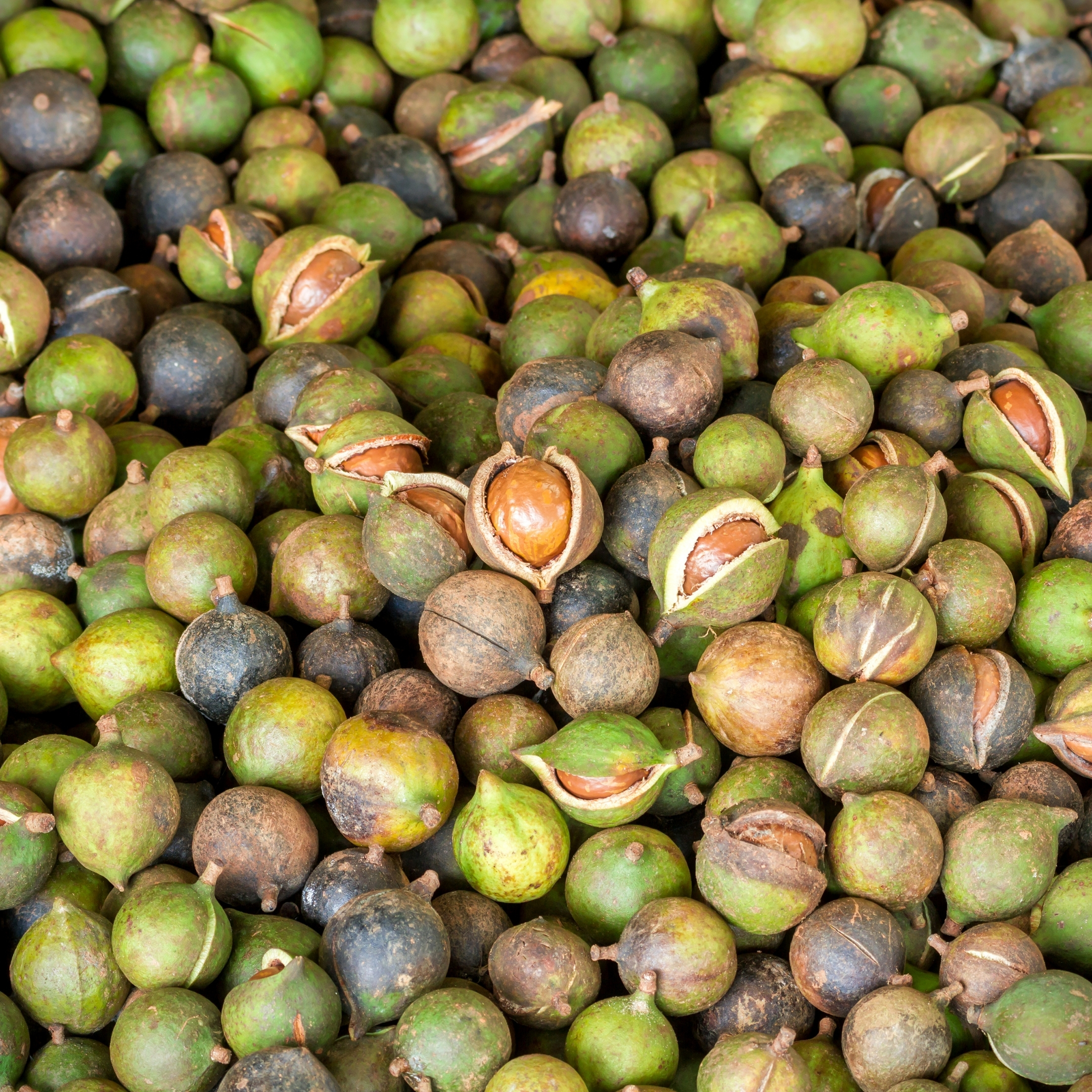 Macadamia Nut Plant Orginal Variety - Image 4