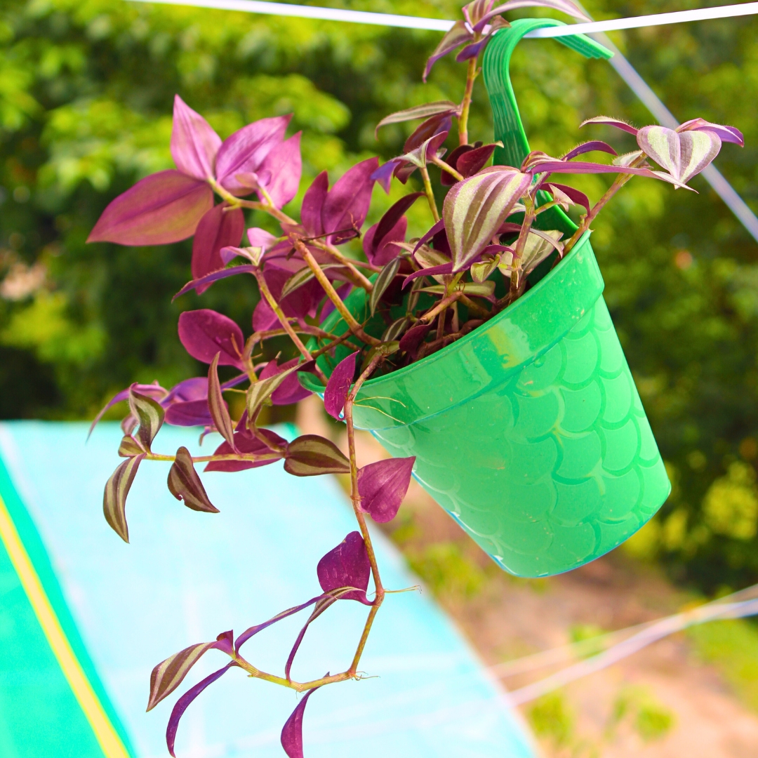 Wandering Jew Plant (Inch Plant/Tradescantia Zebrina) - With Side Hanging Pot - Pack Of 2 - Image 4
