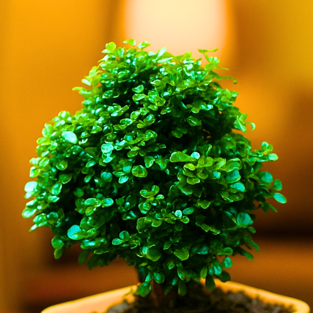 Table Kamini Plant (Cute Mini Bonsai Indoor Plant) - With 4 Inch Pot - Pack Of 2 - Image 4
