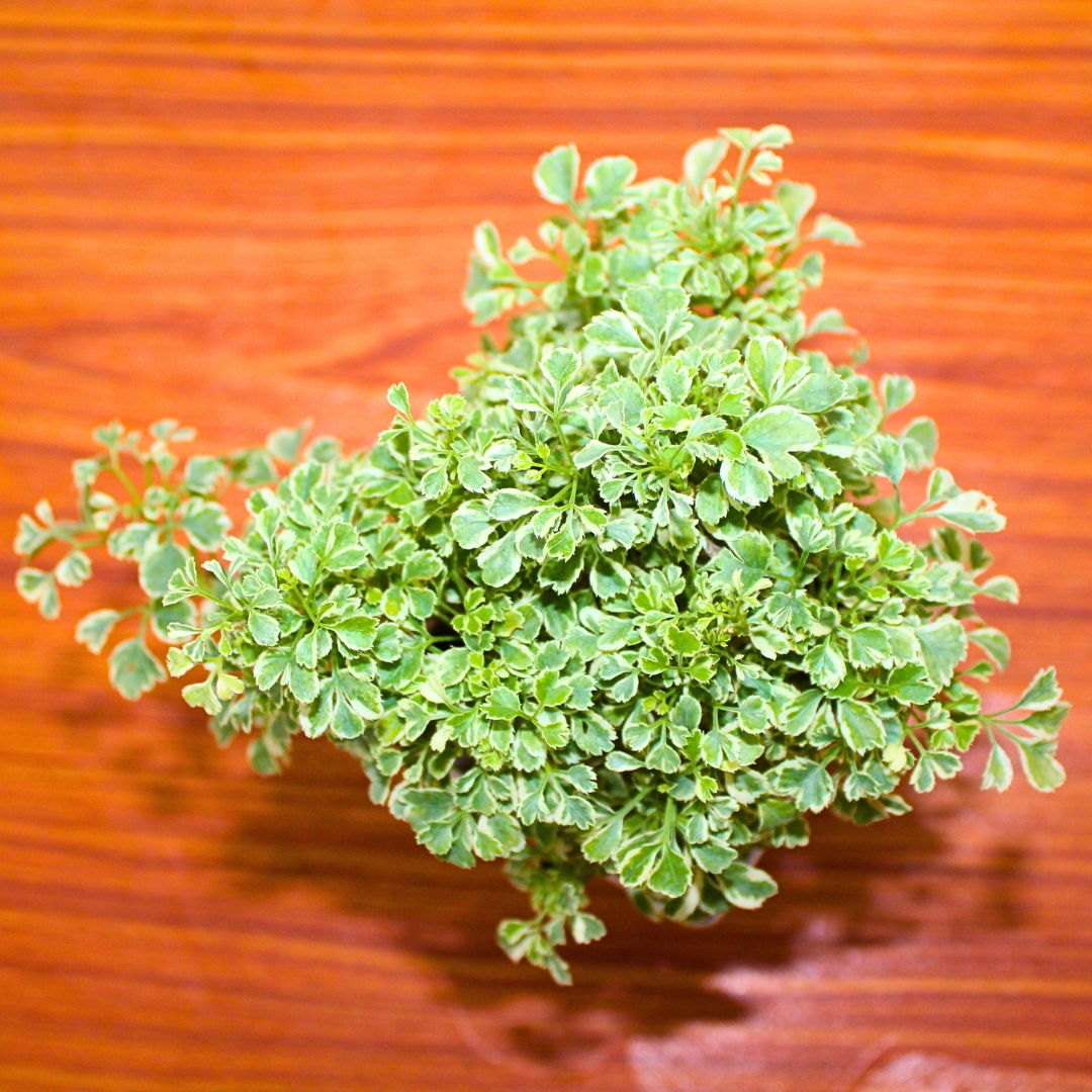 Aralia Variegated Mini Natural Live Indoor Plant - With 4 Inch Pot - Image 4