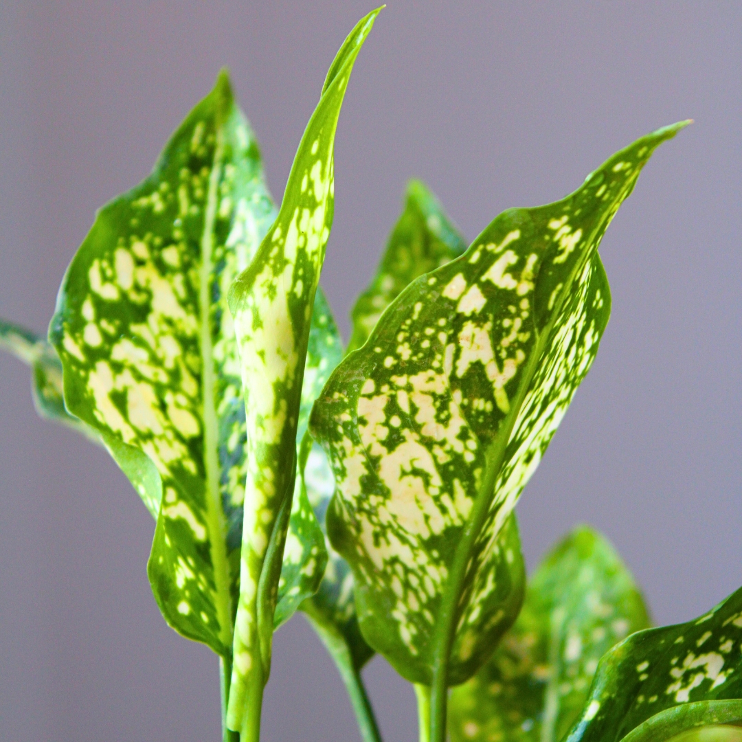 Aglaonema Snow White Plant (Chinese Evergreen Indoor Plant) - With 4 Inch Pot - Image 4
