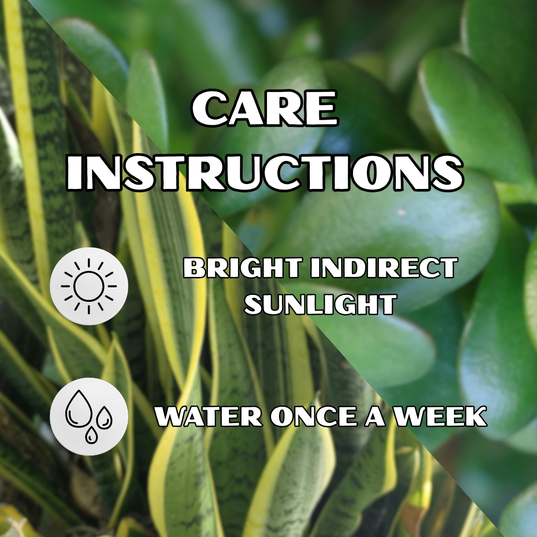 Snake Plant and Jade Plant Combo Pack - With 4 Inch Pot - Image 4