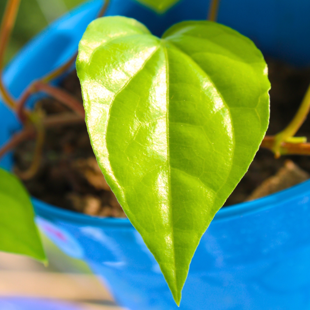 Betel Leaf Plant (Magai Paan Plant) - With Side Hanging Pot - Image 4