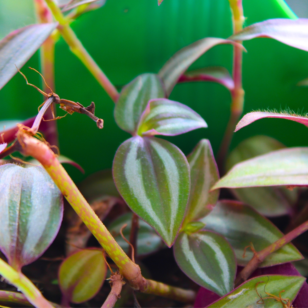 Wandering Jew Plant (Inch Plant/Tradescantia Zebrina) - With Side Hanging Pot - Pack Of 2 - Image 5