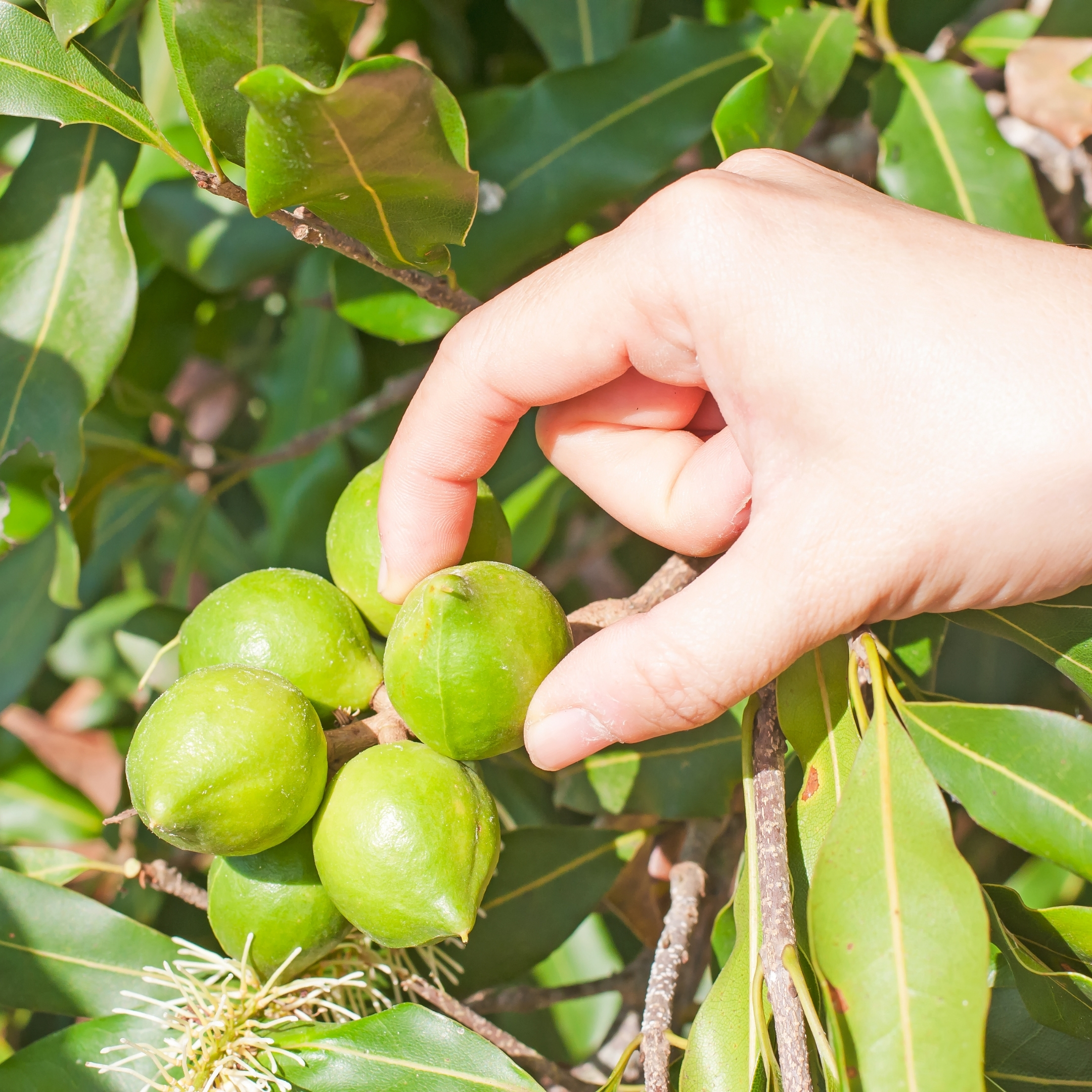 Macadamia Nut Plant Orginal Variety - Image 5