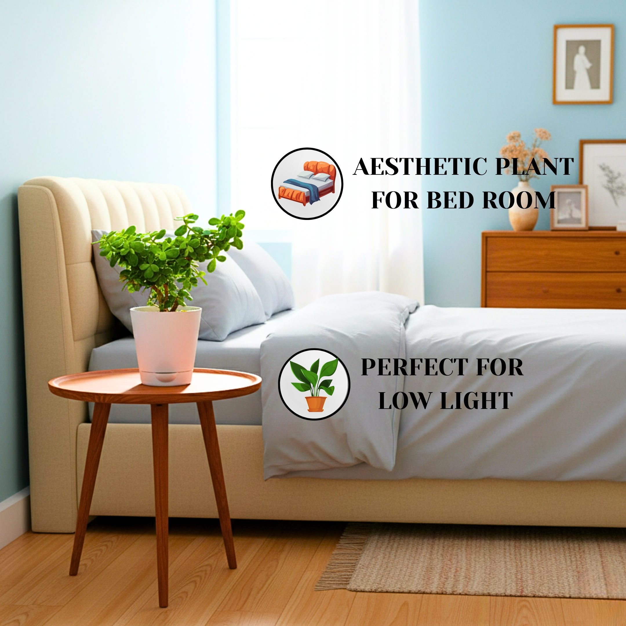 Lucky Jade Plant With Self Watering Pot - Pack Of 2 - Image 4