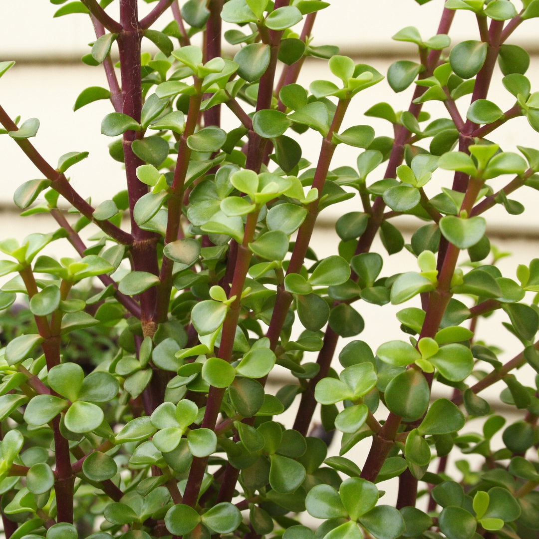 Snake Plant and Jade Plant Combo Pack - With 4 Inch Pot - Image 5