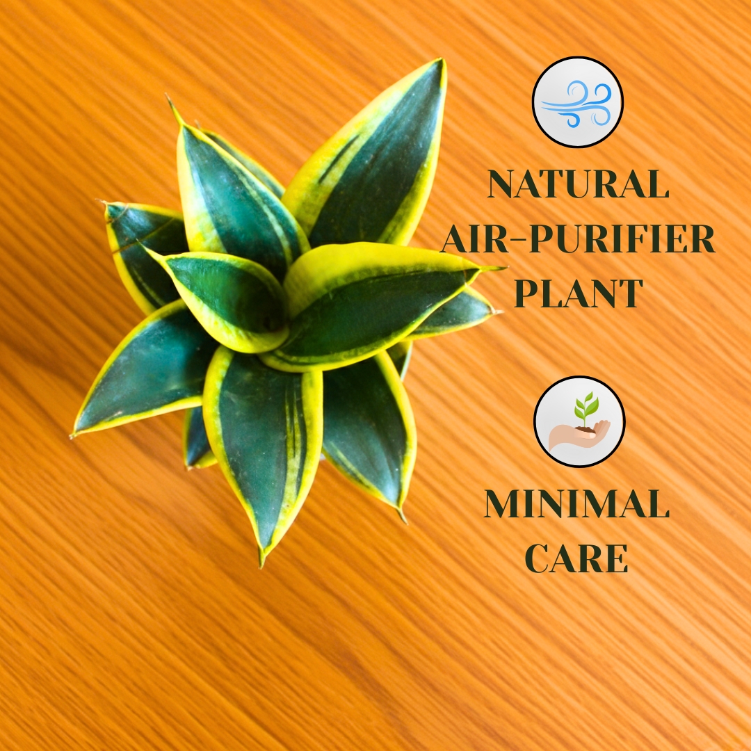 Snake Plant – Golden Hahnii – With Self Watering Pot - Image 5