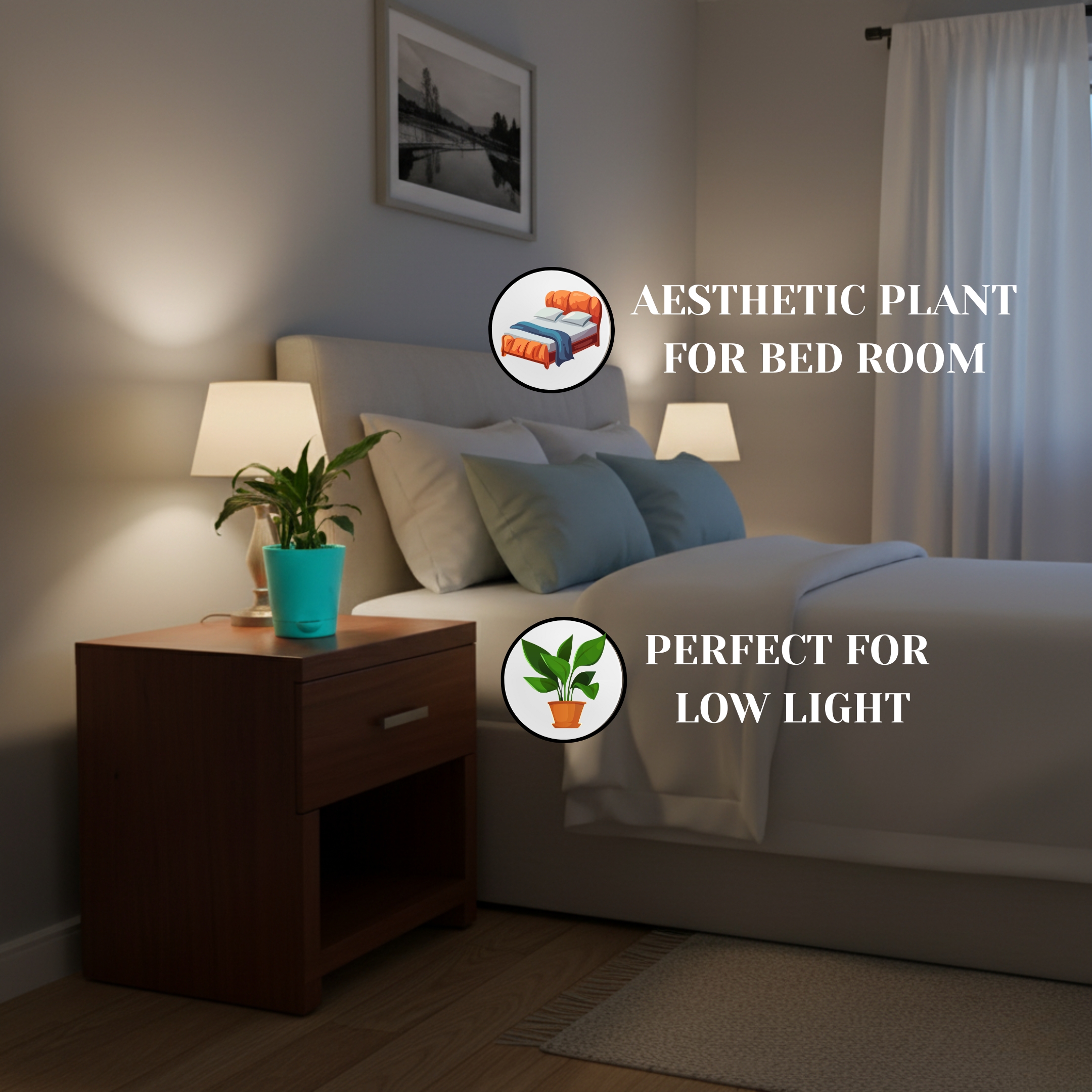 Peace Lily Live Plant with Self Watering Pot - Spathiphyllum Plant - Image 4