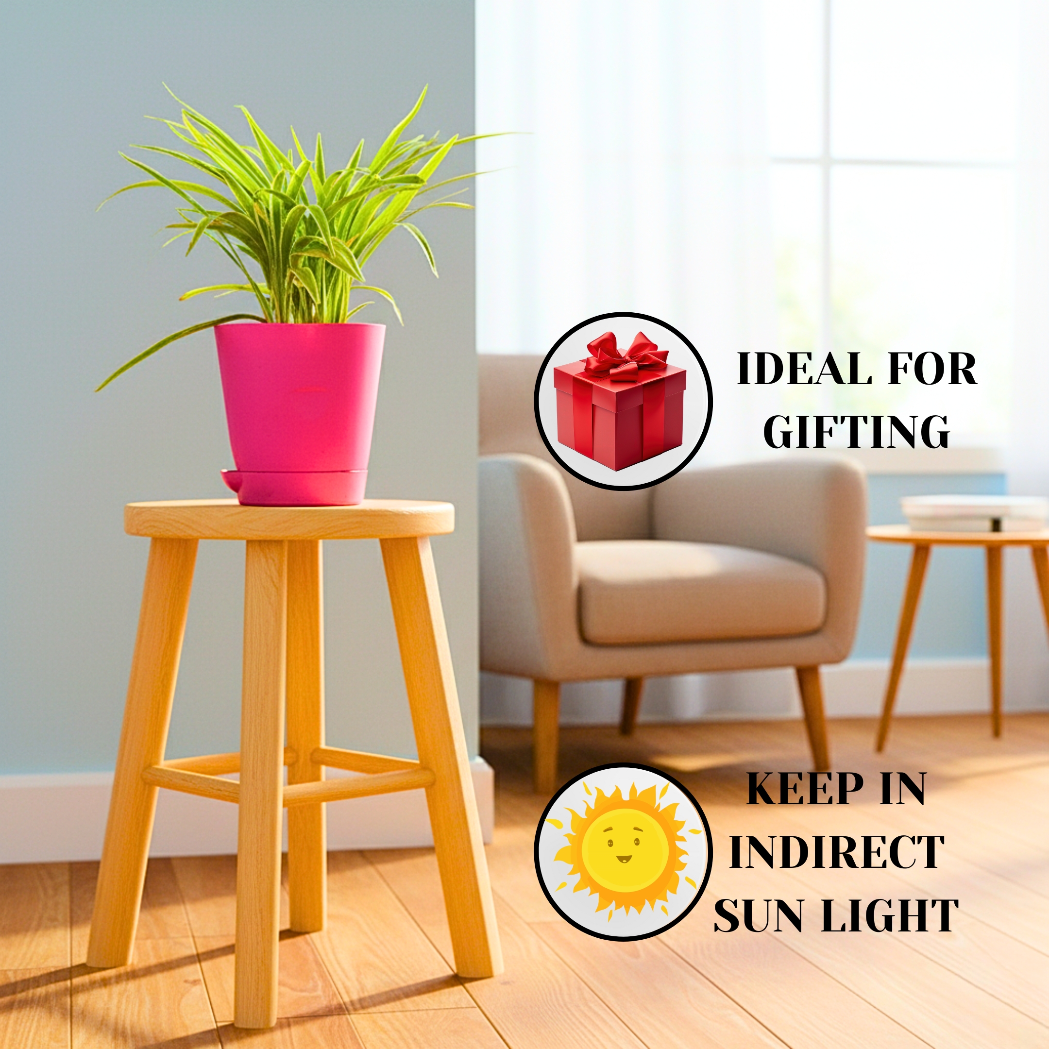 Spider Plant Indoor Live with Self Watering Pot - Pack Of 2 - Image 4