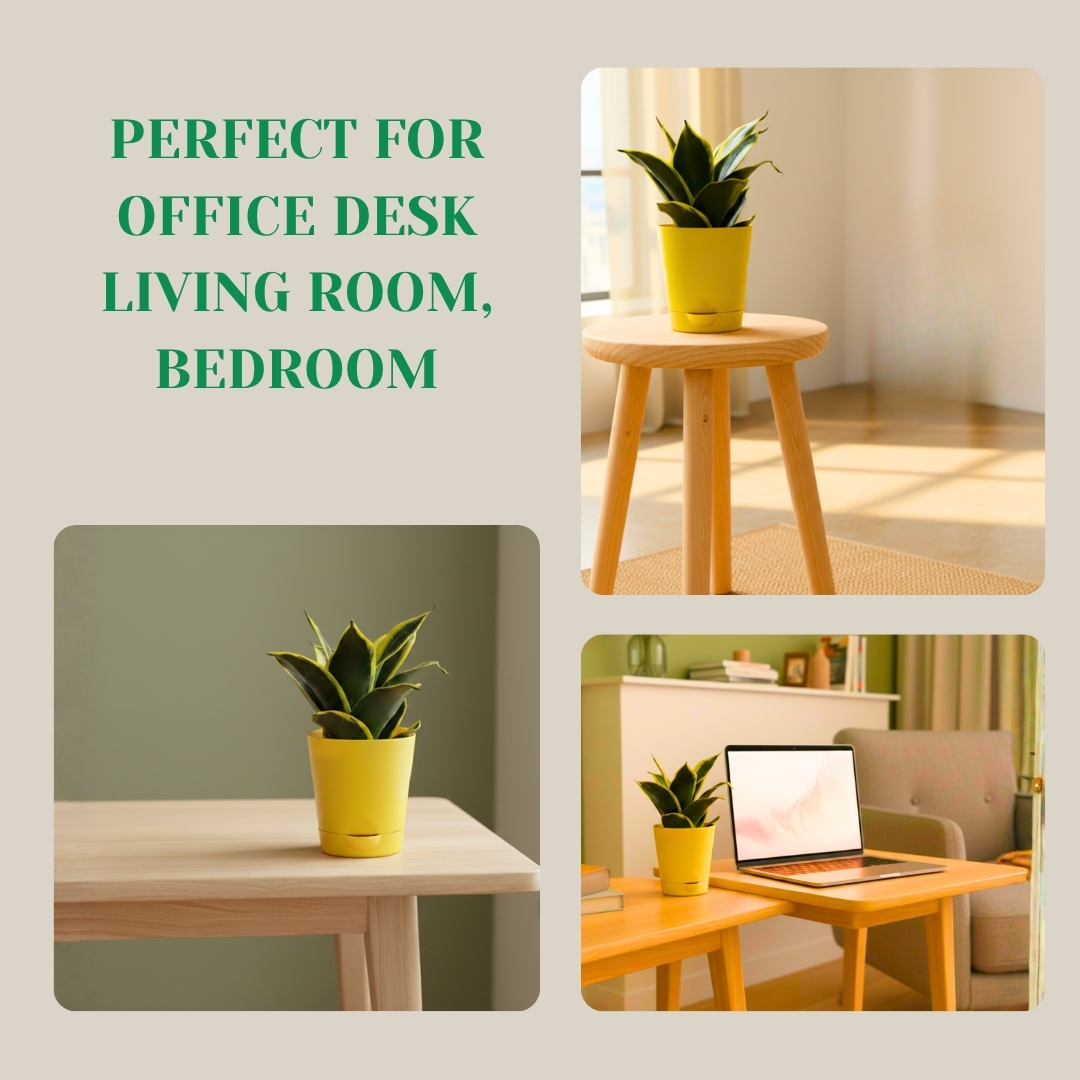 Snake Plant – Golden Hahnii – With Self Watering Pot - Image 6