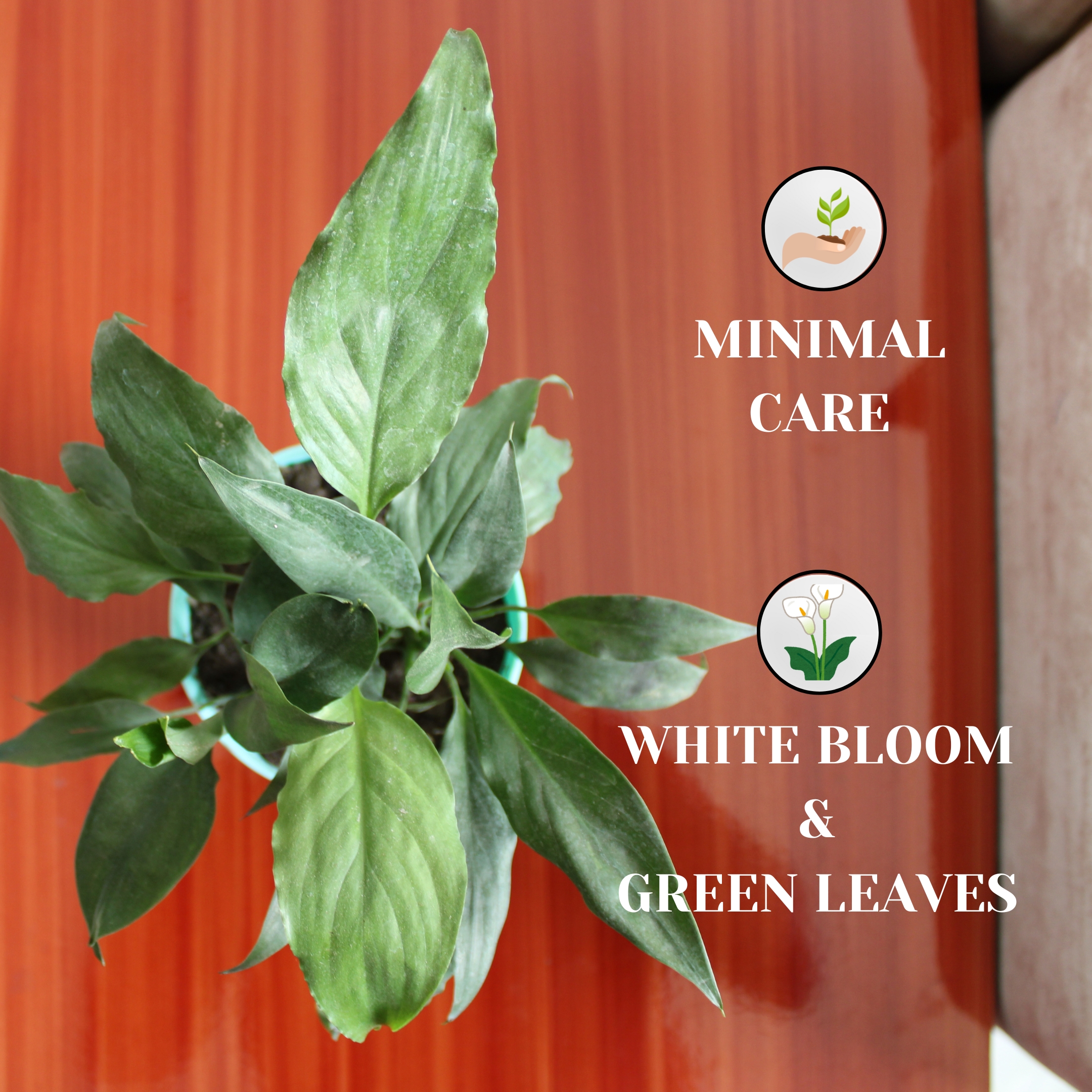 Peace Lily Live Plant with Self Watering Pot - Spathiphyllum Plant - Image 5