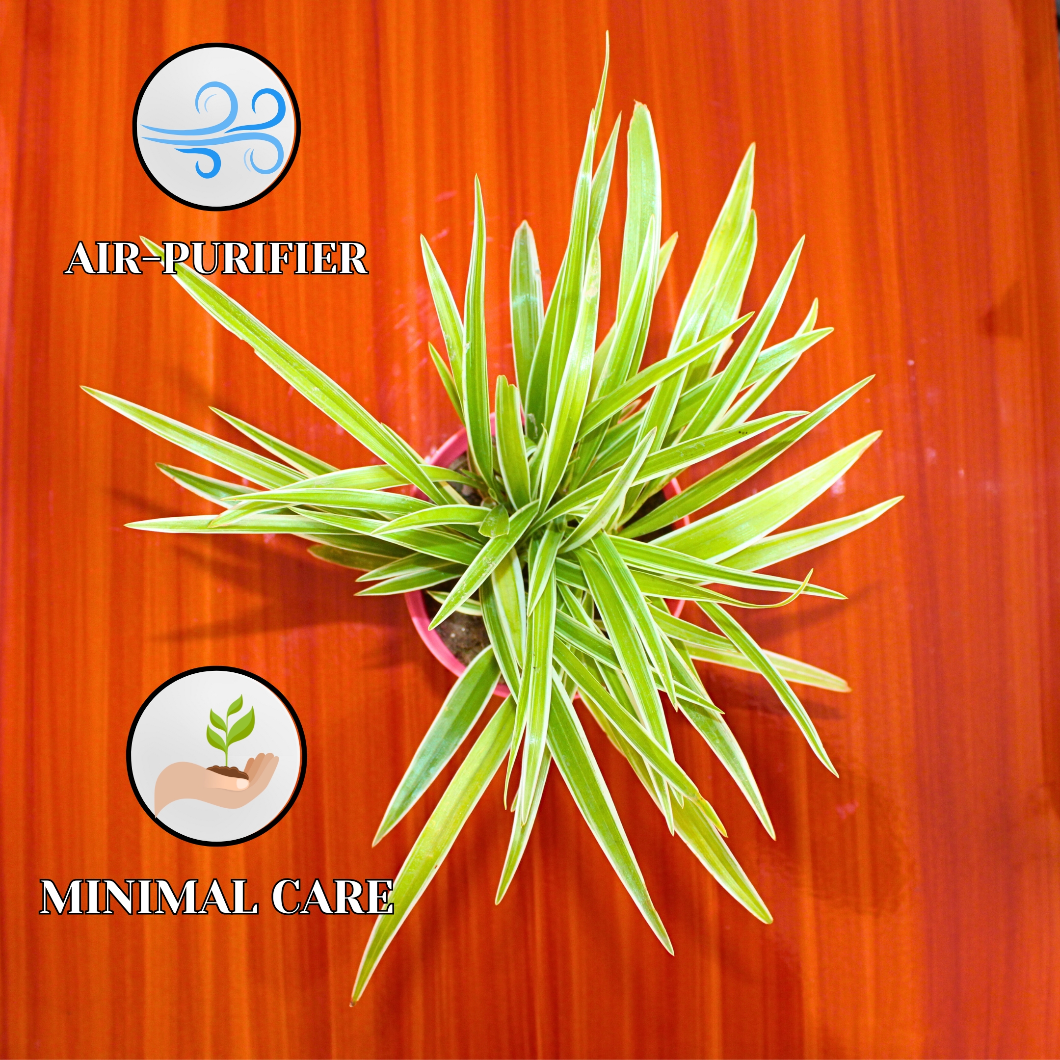 Spider Plant Indoor Live with Self Watering Pot - Pack Of 2 - Image 5