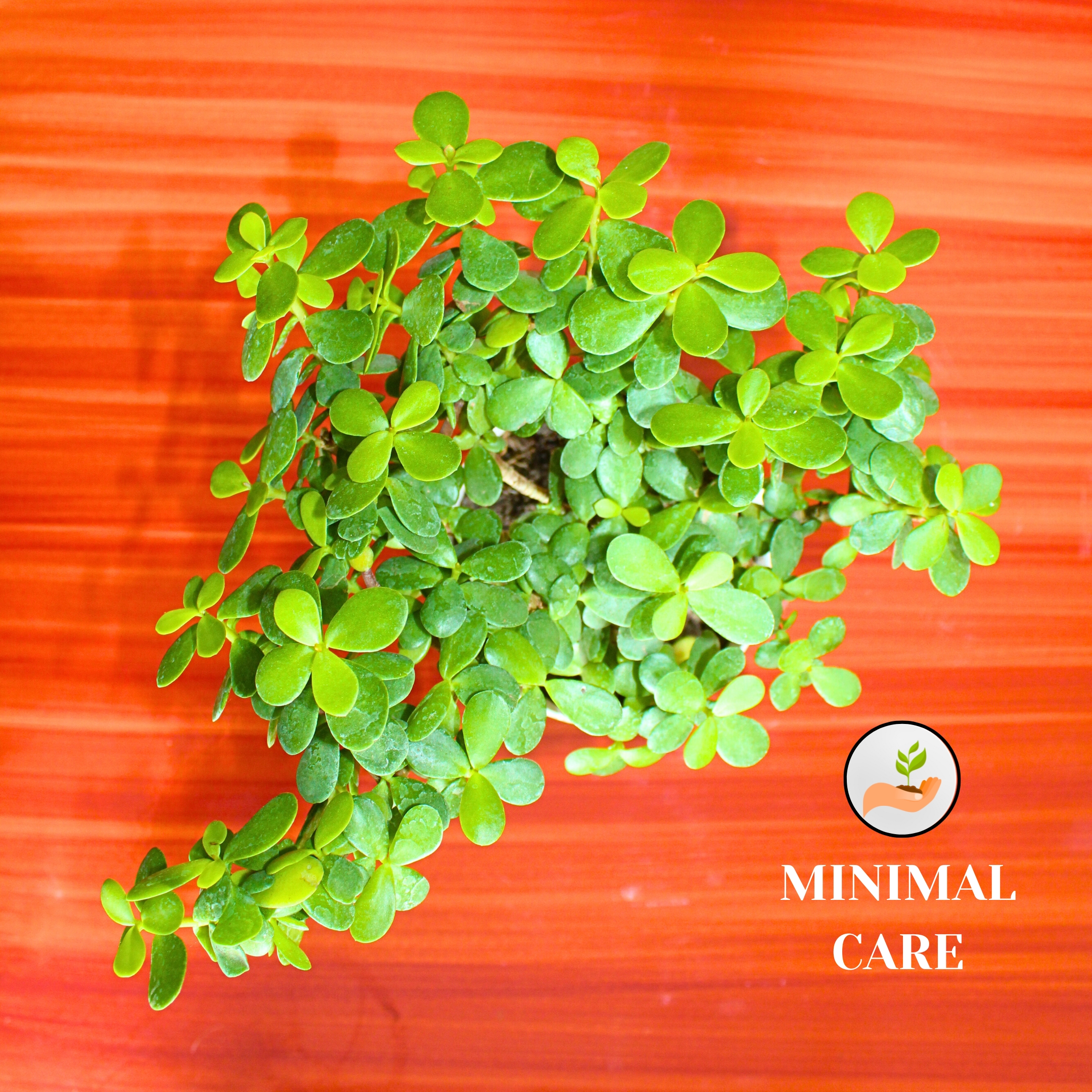 Lucky Jade Plant With Self Watering Pot - Pack Of 2 - Image 5