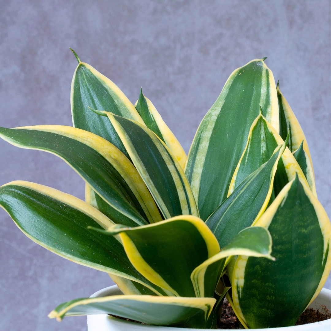 Snake Plant and Jade Plant Combo Pack - With 4 Inch Pot - Image 6