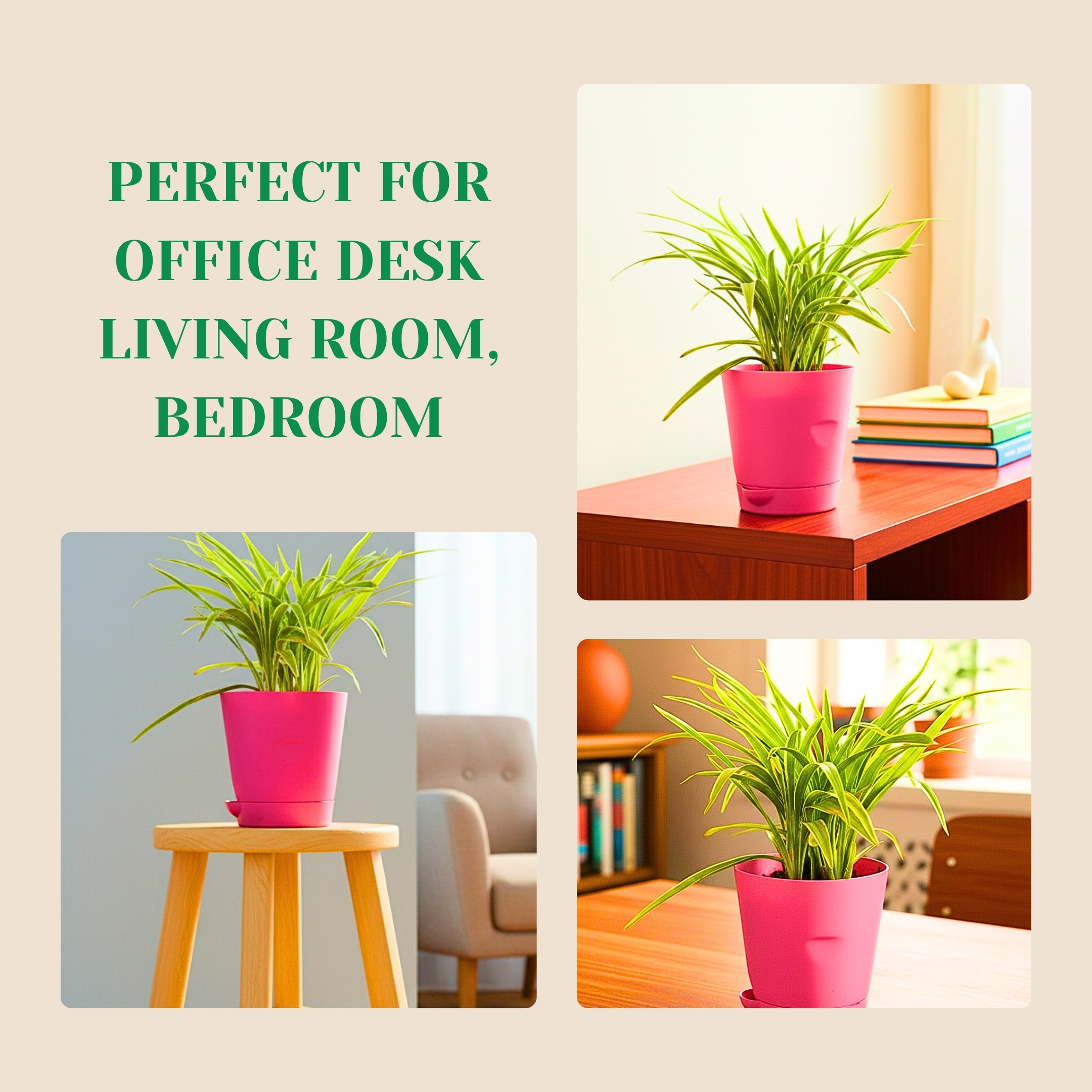 Spider Plant Indoor Live with Self Watering Pot - Pack Of 2 - Image 6