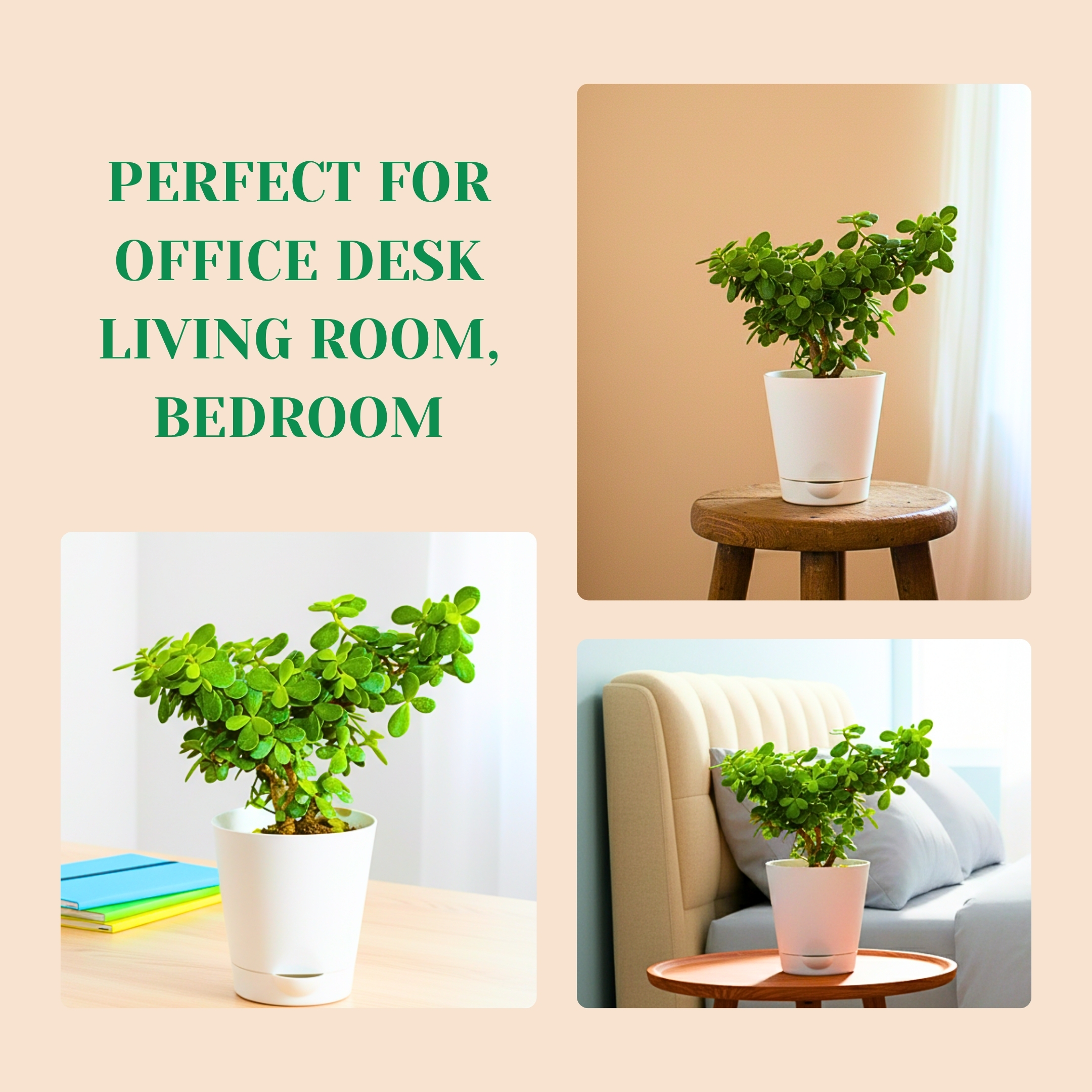 Lucky Jade Plant With Self Watering Pot - Pack Of 2 - Image 6