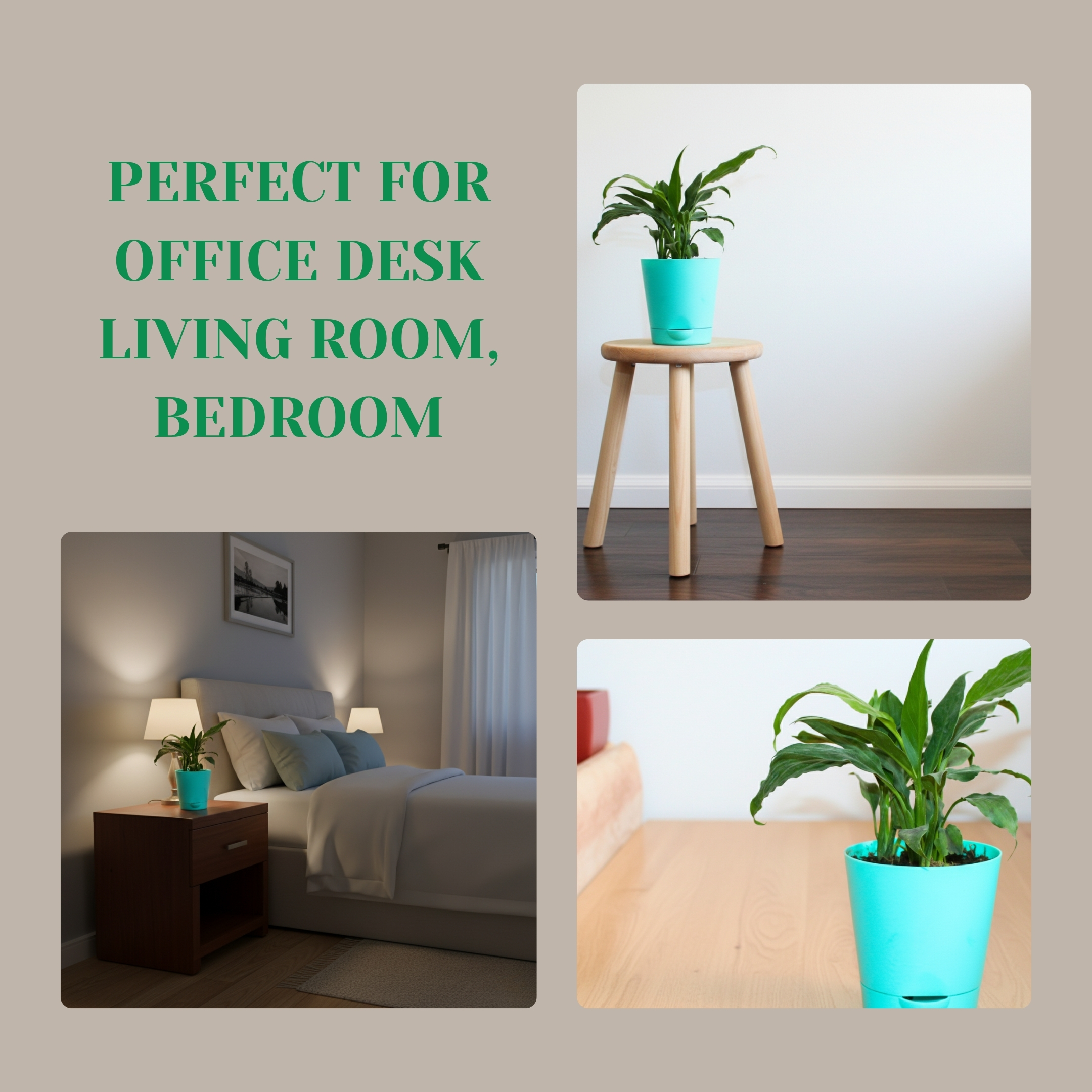 Peace Lily Live Plant with Self Watering Pot - Spathiphyllum Plant - Image 6