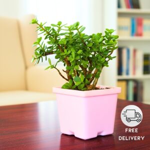 Jade Plant - With 4 Inch Pot