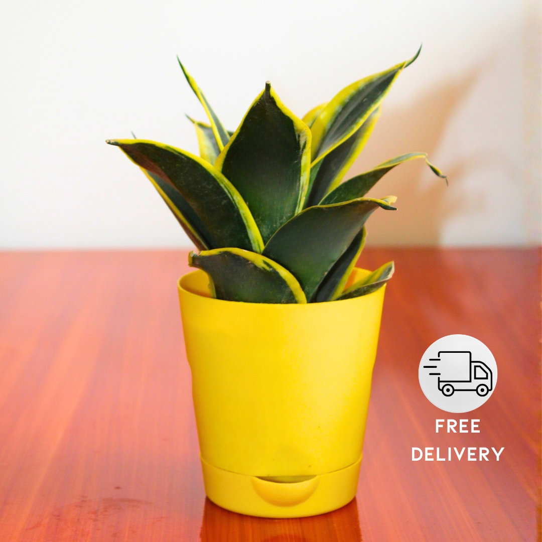 Snake Plant – Golden Hahnii – With Self Watering Pot