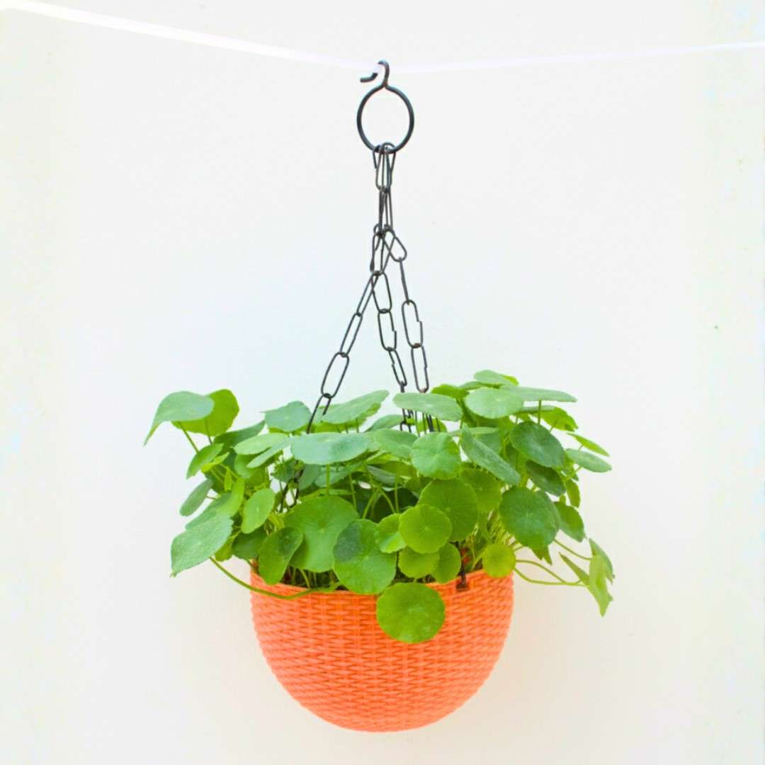 Lucky Coin Chinese Money Plant (Pilea peperomioides) - With Hanging Pots