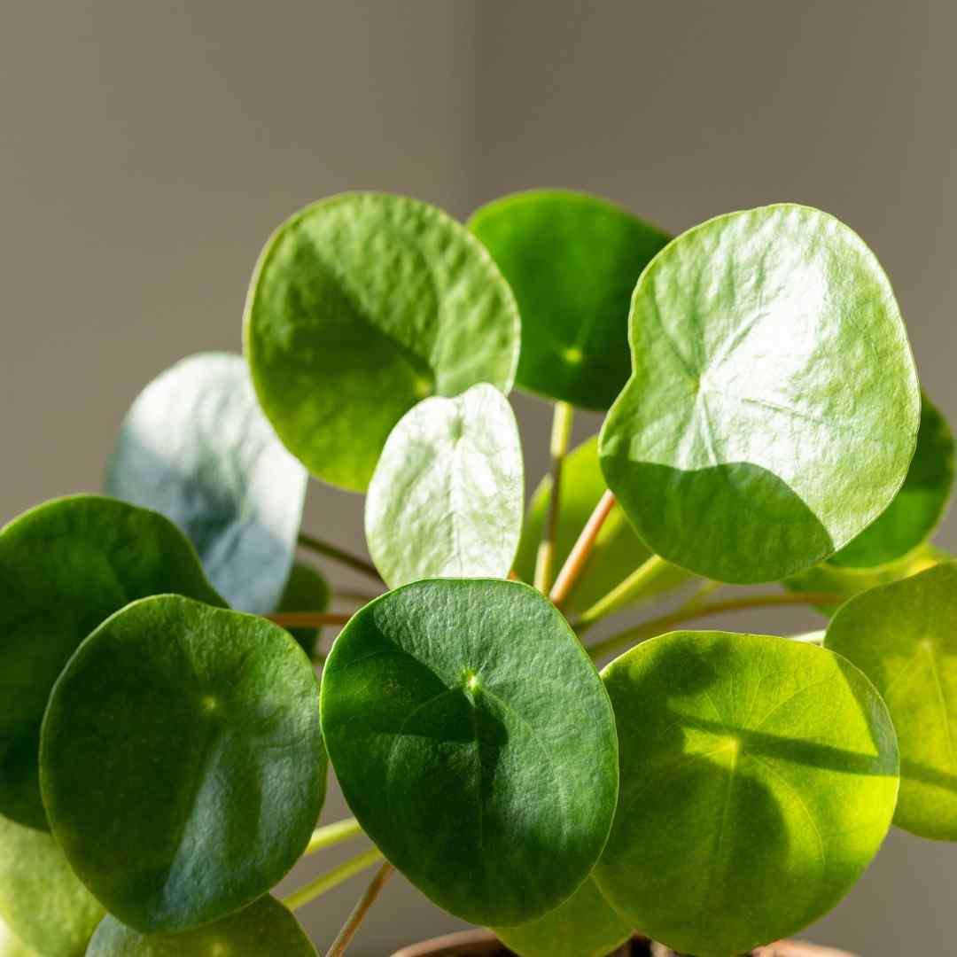 Lucky Coin Chinese Money Plant (Pilea peperomioides) - With Hanging Pots - Image 3