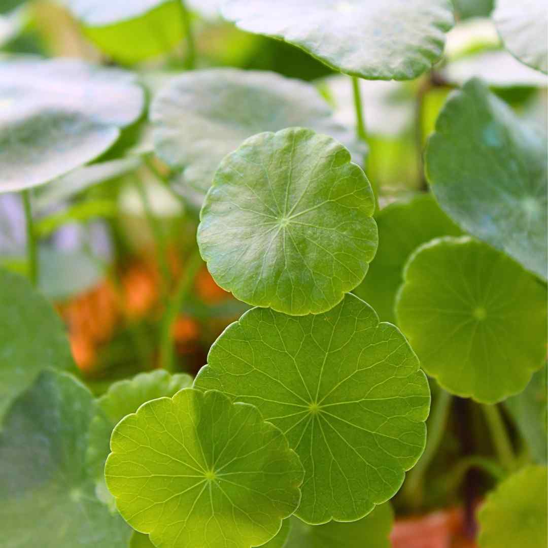 Lucky Coin Chinese Money Plant (Pilea peperomioides) - With Hanging Pots - Image 4