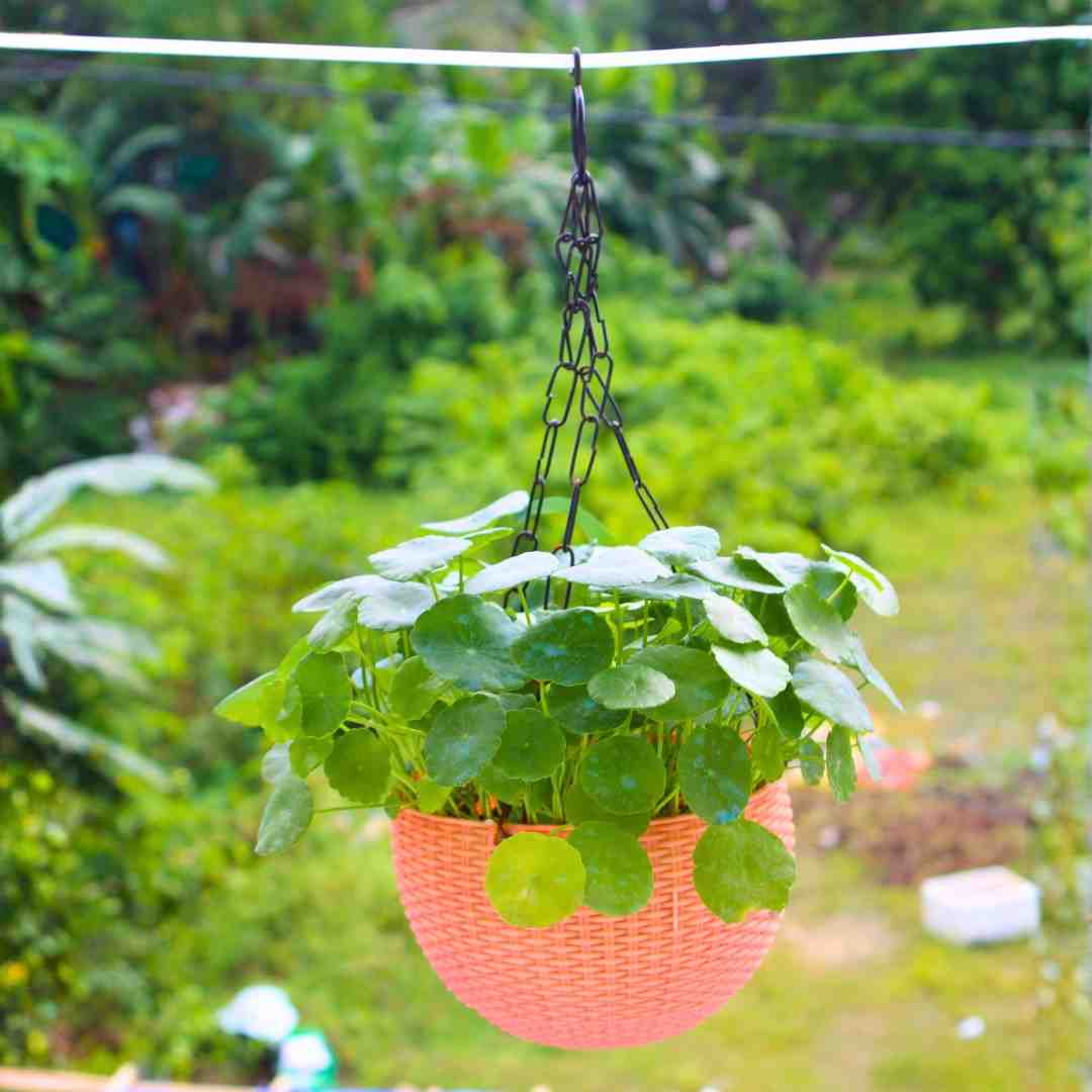 Lucky Coin Chinese Money Plant (Pilea peperomioides) - With Hanging Pots - Image 5