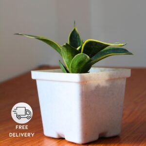 Snake Plant - Golden Hahnii - With 4 Inch Plastic Pot